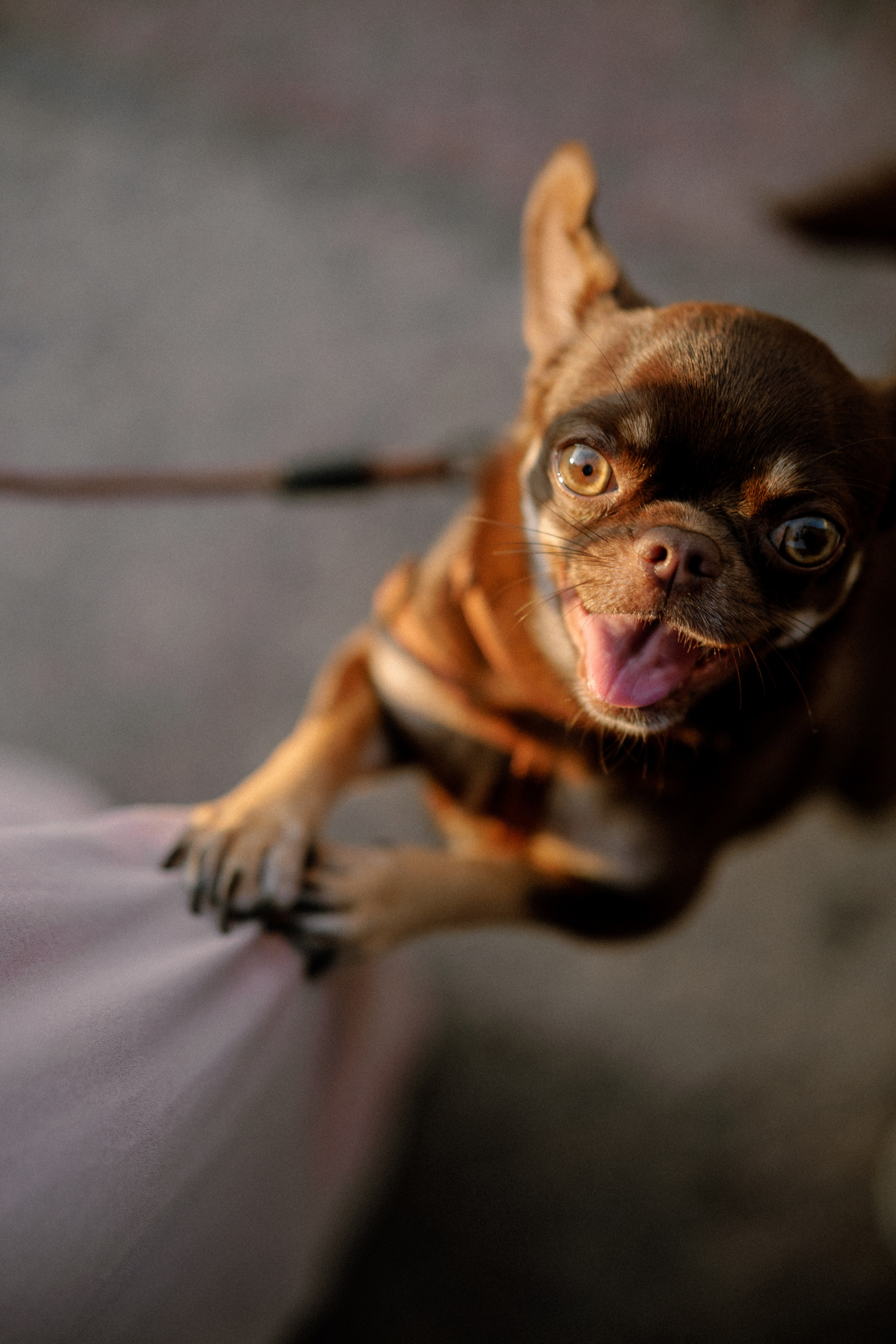 Анна и Хиппи. Фотограф в Санкт-Петербурге Алёна Губинская