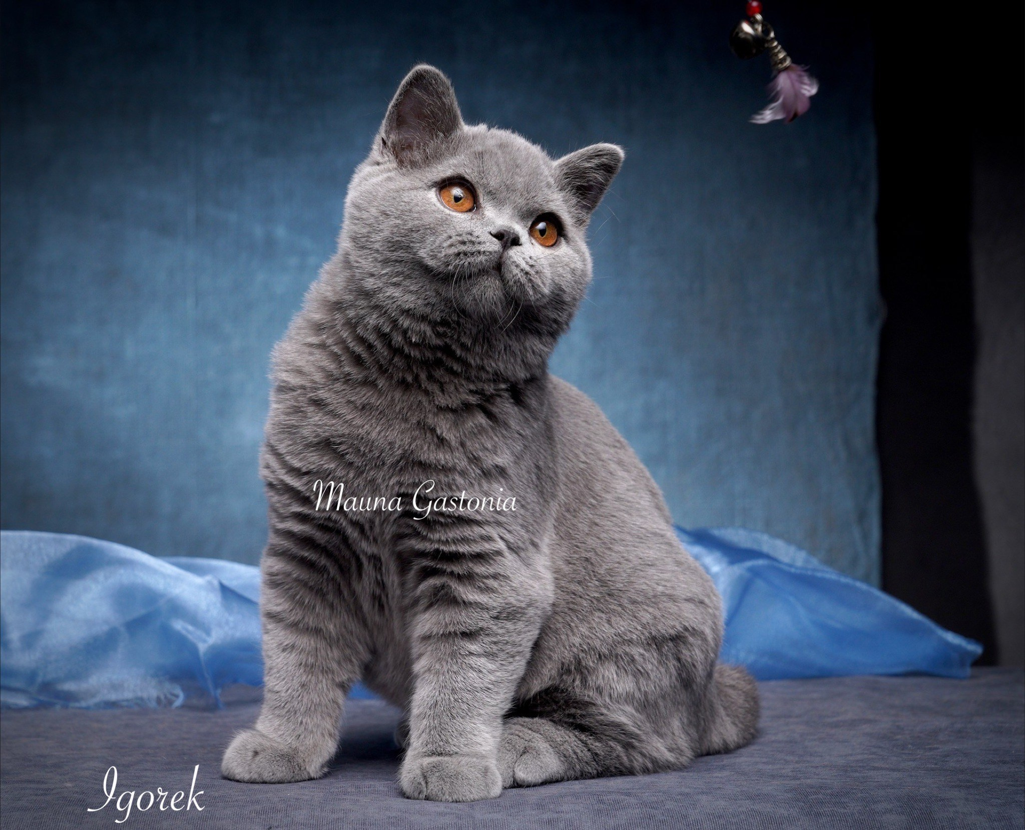 Igorek. Mauna Gastonia