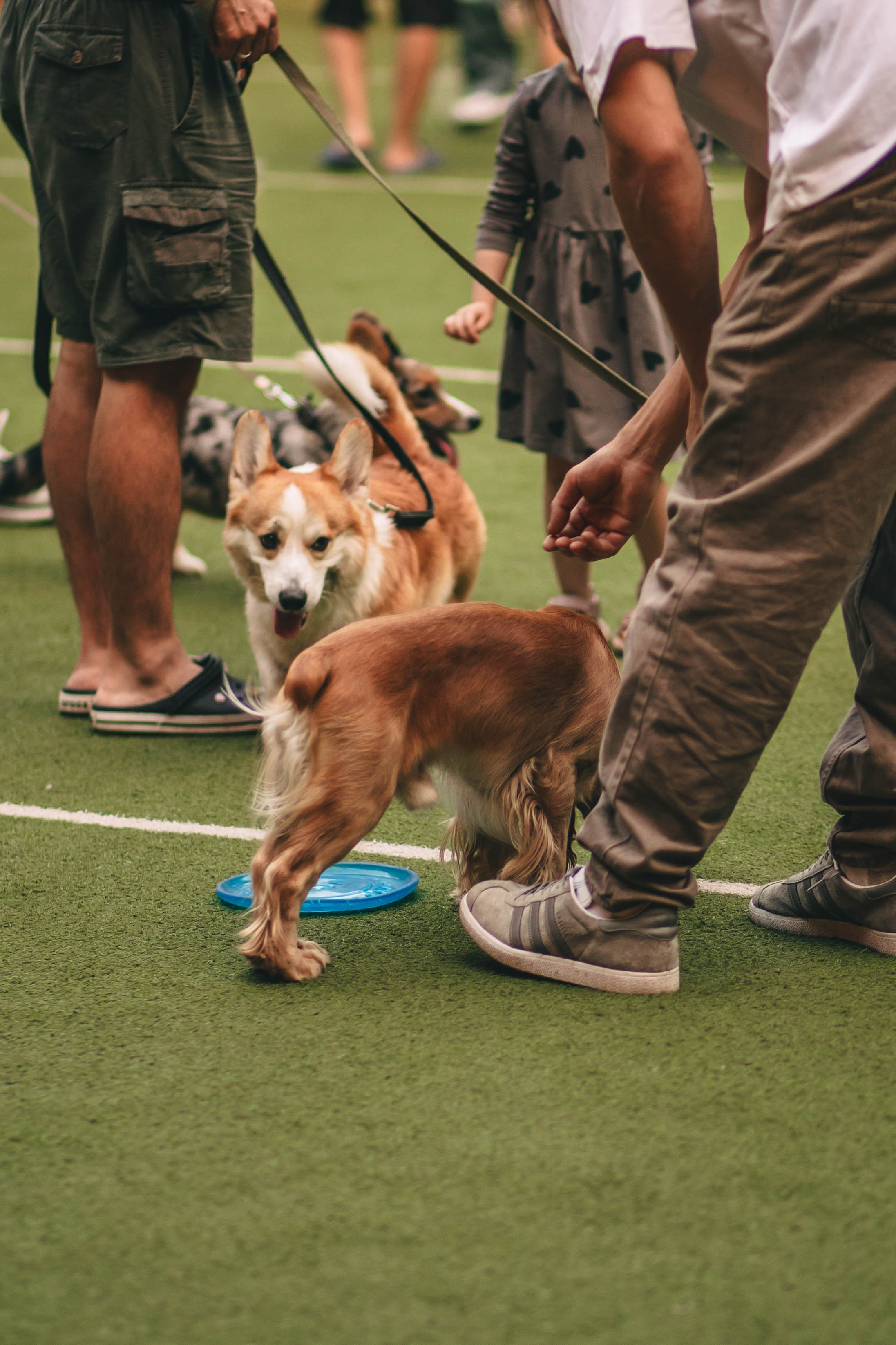 Pet-Party + Live-music |Парк Культуры. Фотограф в Ставрополе Алина Клочкова