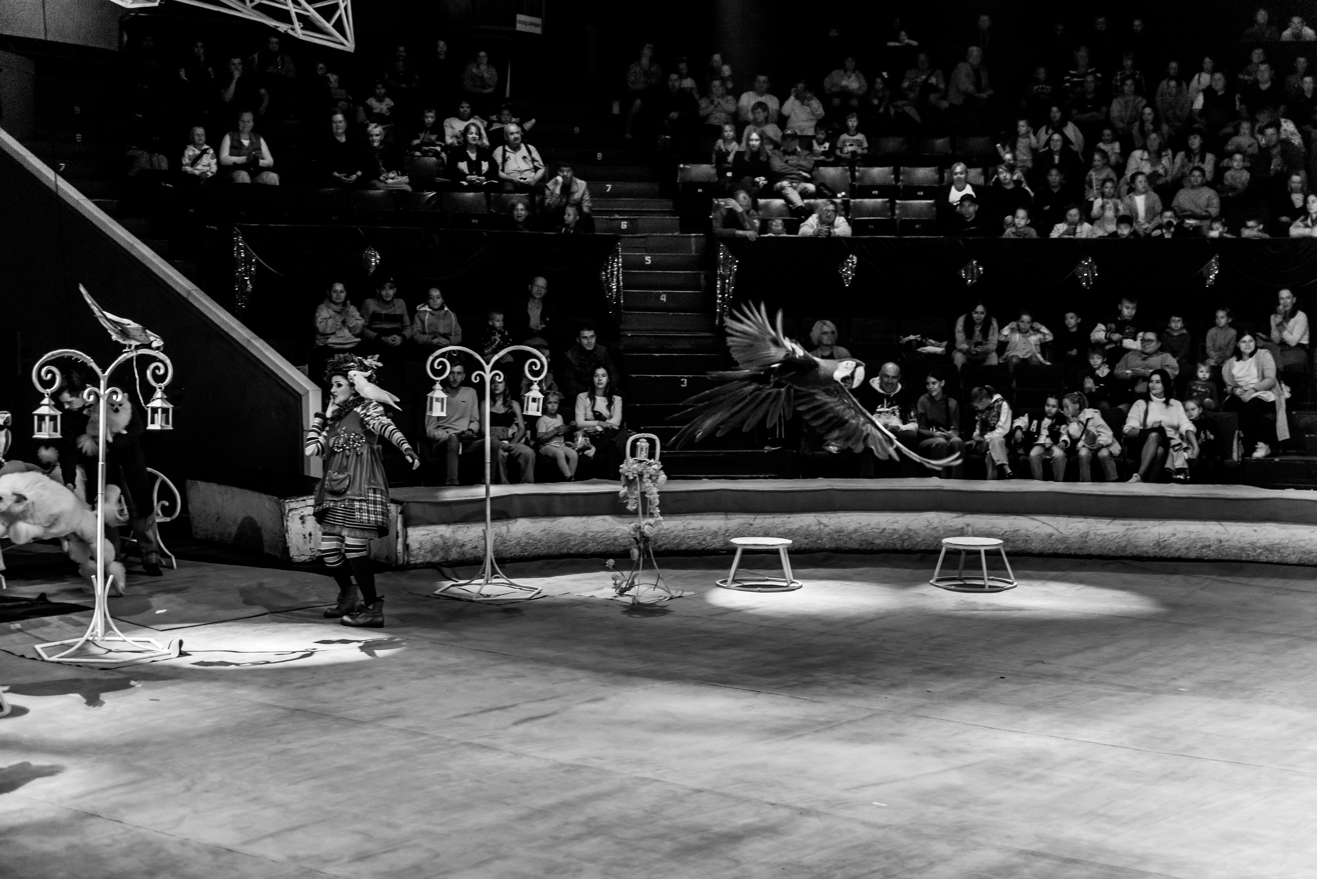 Пермский государственный цирк. Фотограф в Ханты-Мансийске Евгений Жуланов