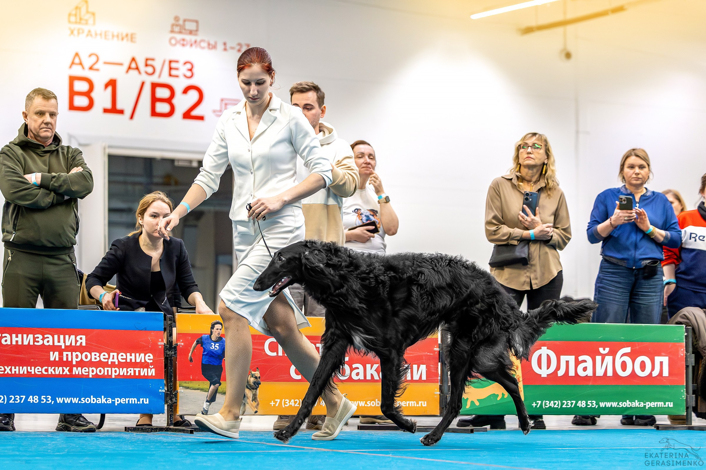 7–8 февраля 2026, Выставка РКФ, г. Пермь. Htykk_photo