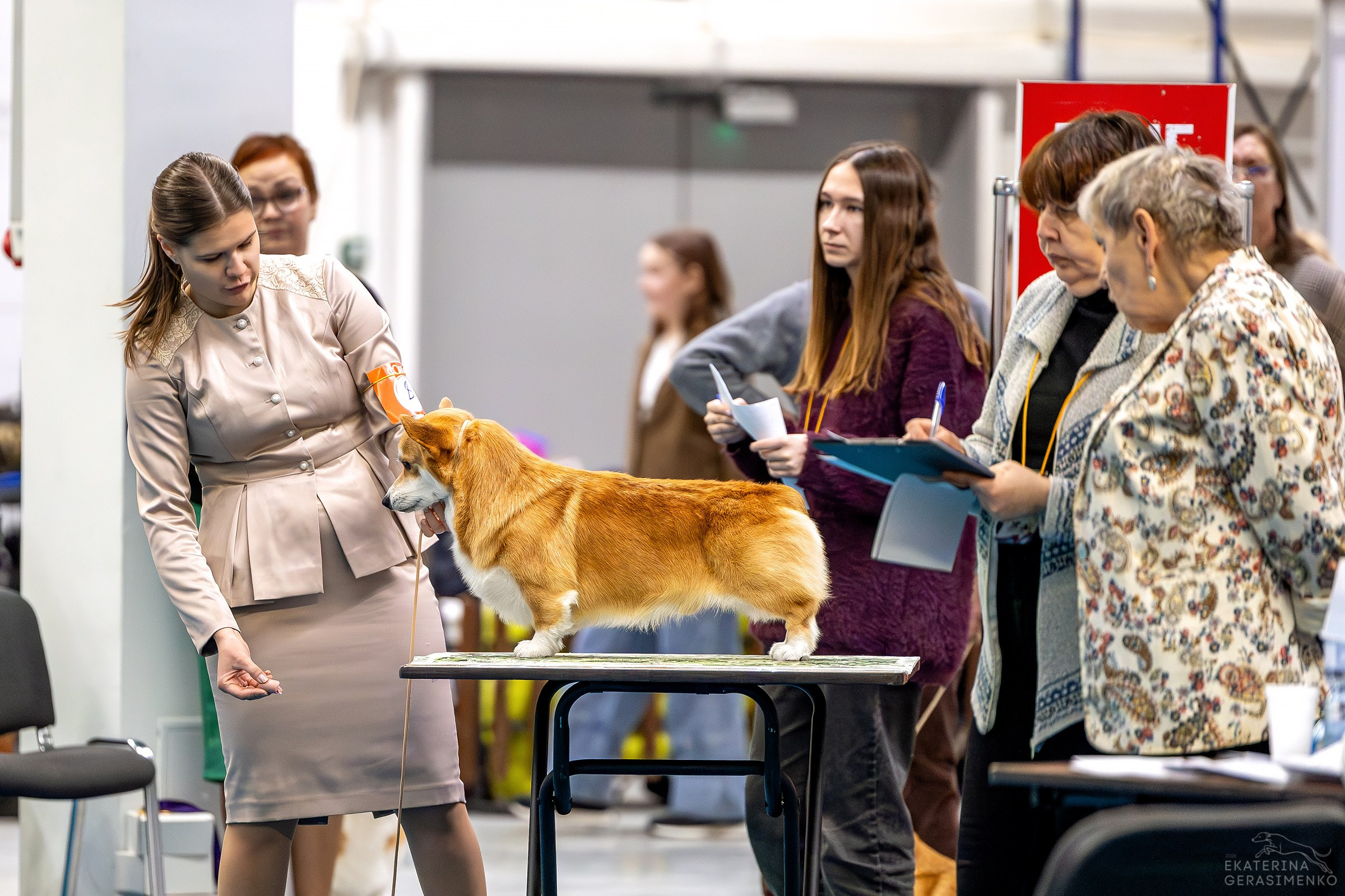 7–8 февраля 2026, Выставка РКФ, г. Пермь. Htykk_photo