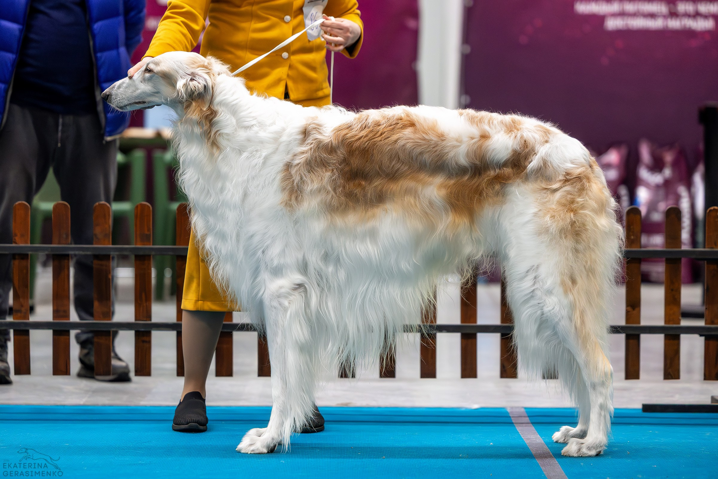 7–8 февраля 2026, Выставка РКФ, г. Пермь. Htykk_photo