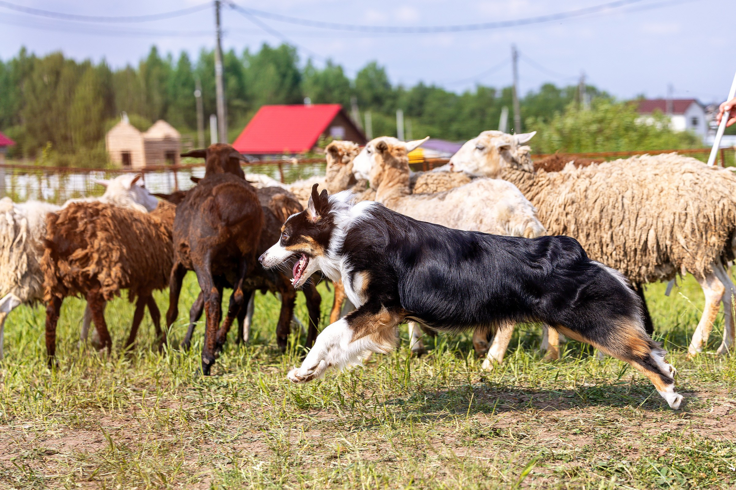 Пастьба. Htykk_photo