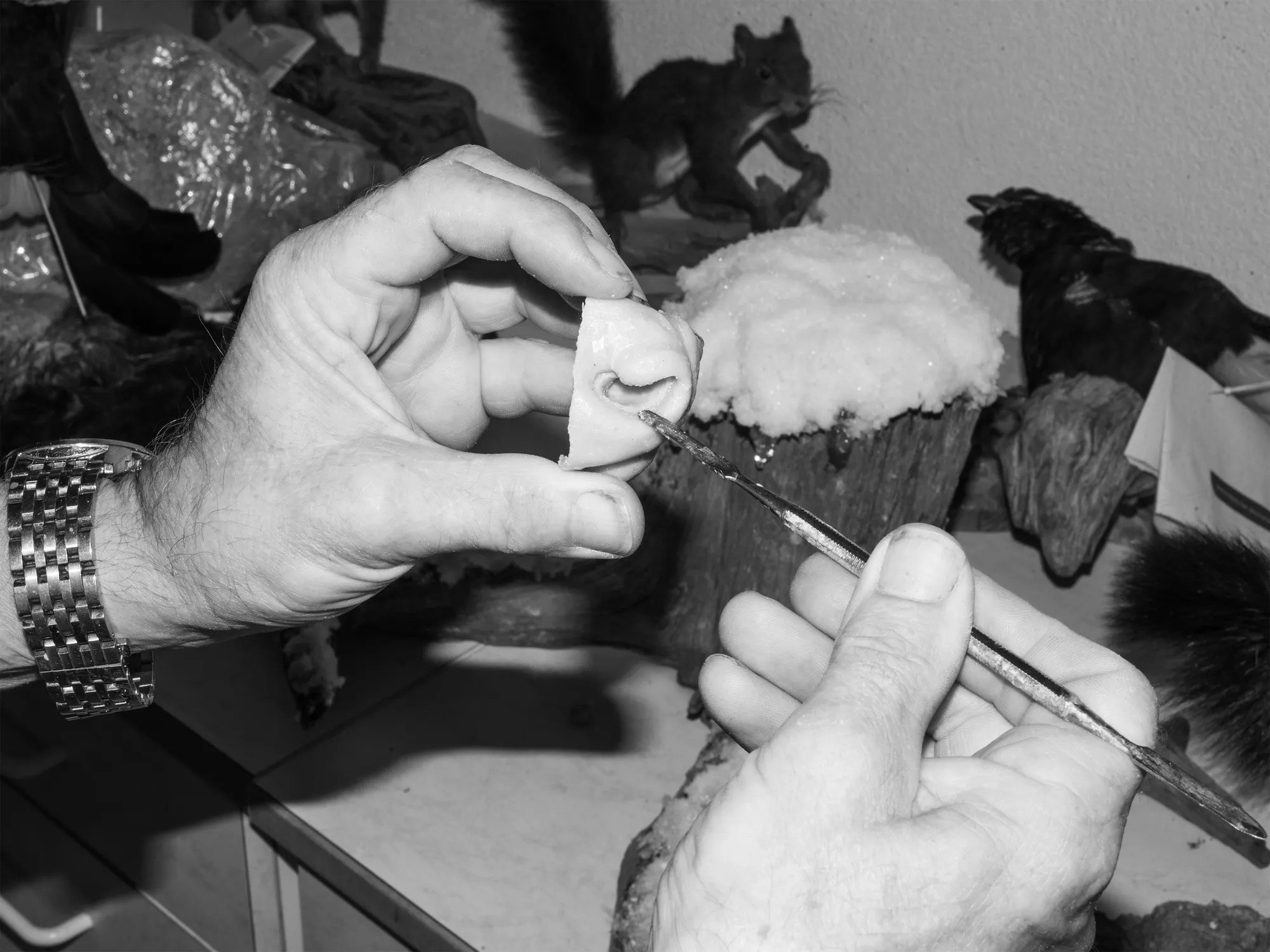 Фотография после жанра: как смотреть, анализировать и мыслить современную фотографию (1). Самоорганизация Низина