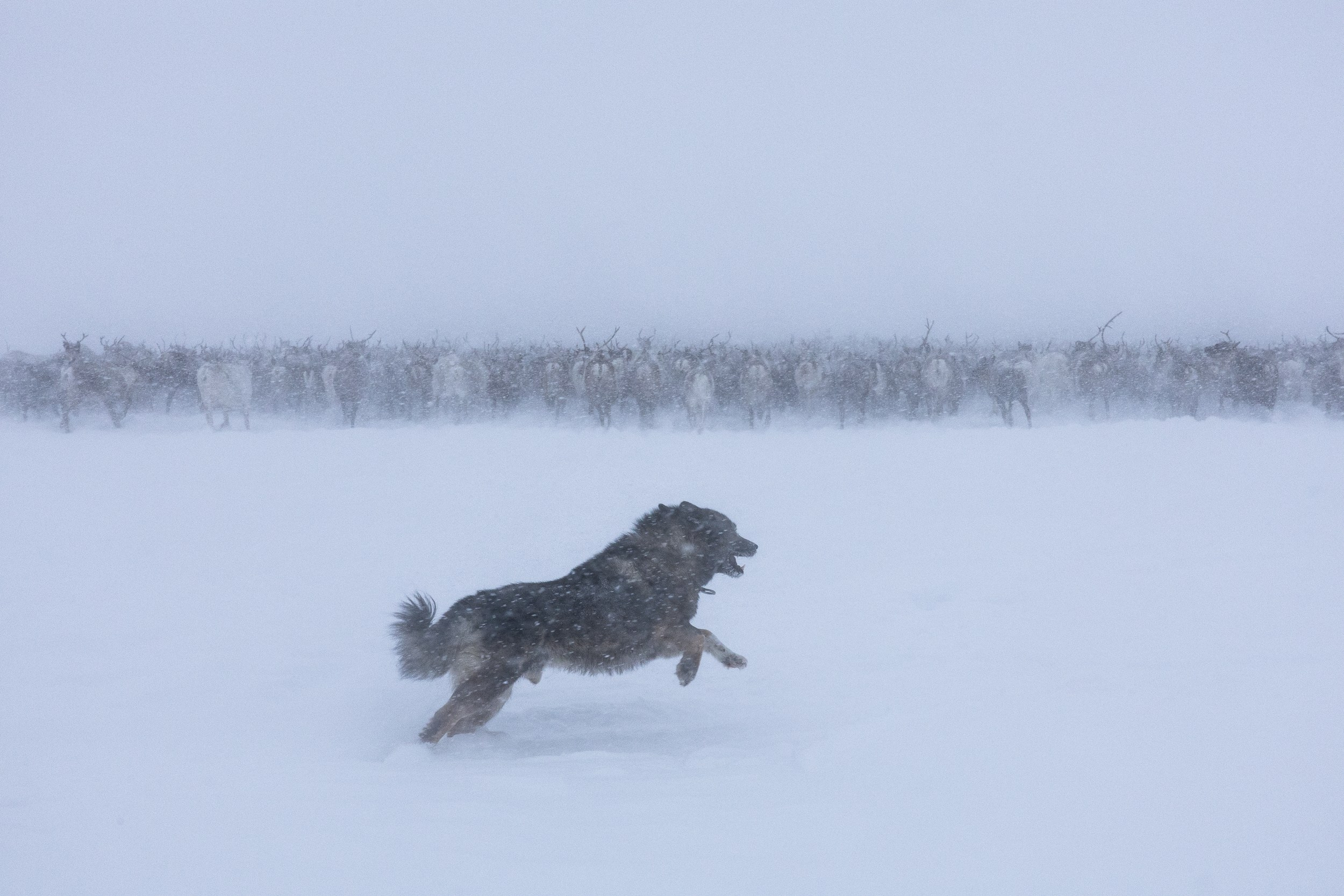 Ловозеро. Оленеводы. Алиса Северная. Визуальные исследования. Пейзажная и документальная фотография