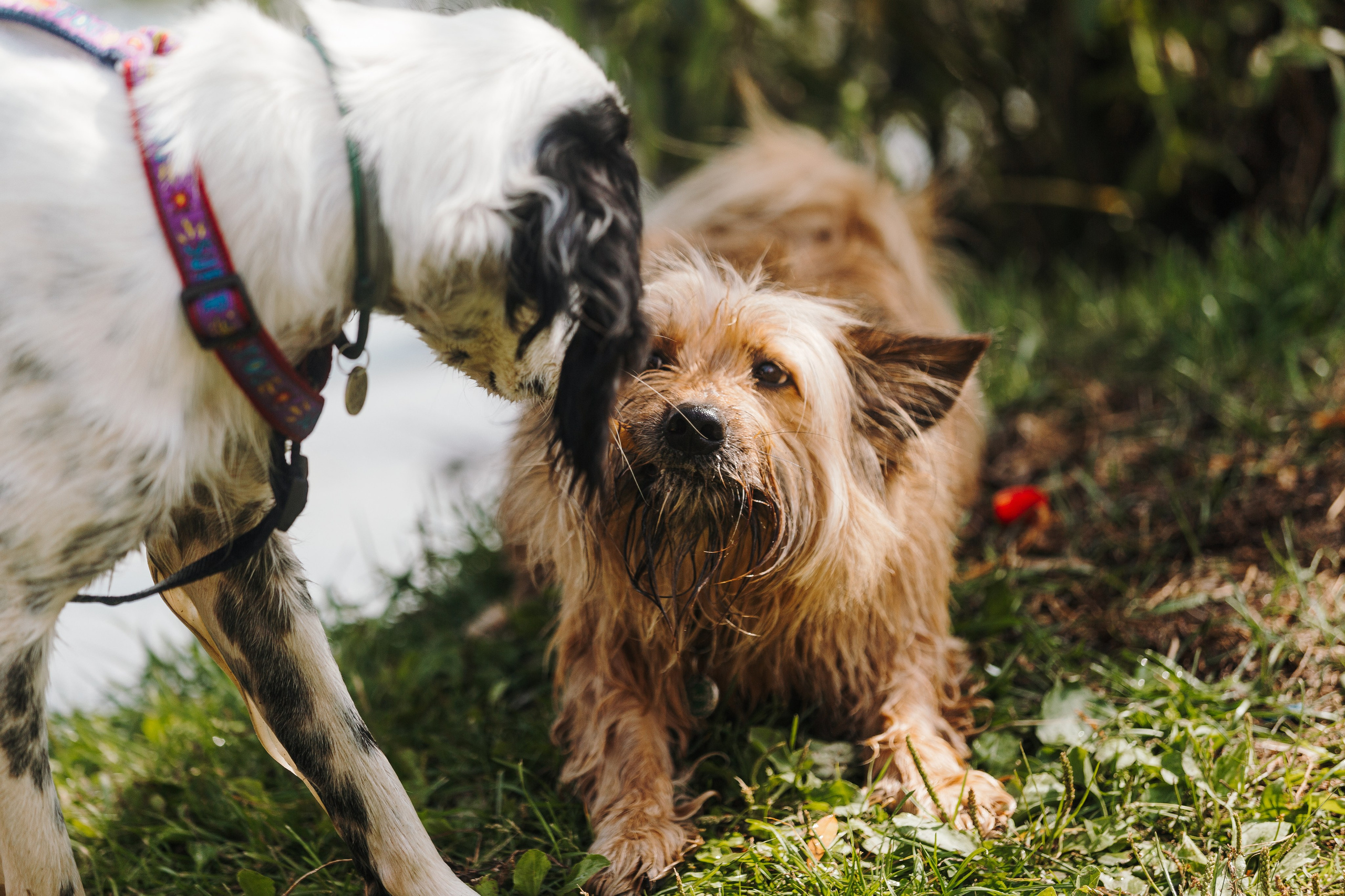 Petshop Sup day. Фотограф анималист Кристина Карпова, Москва