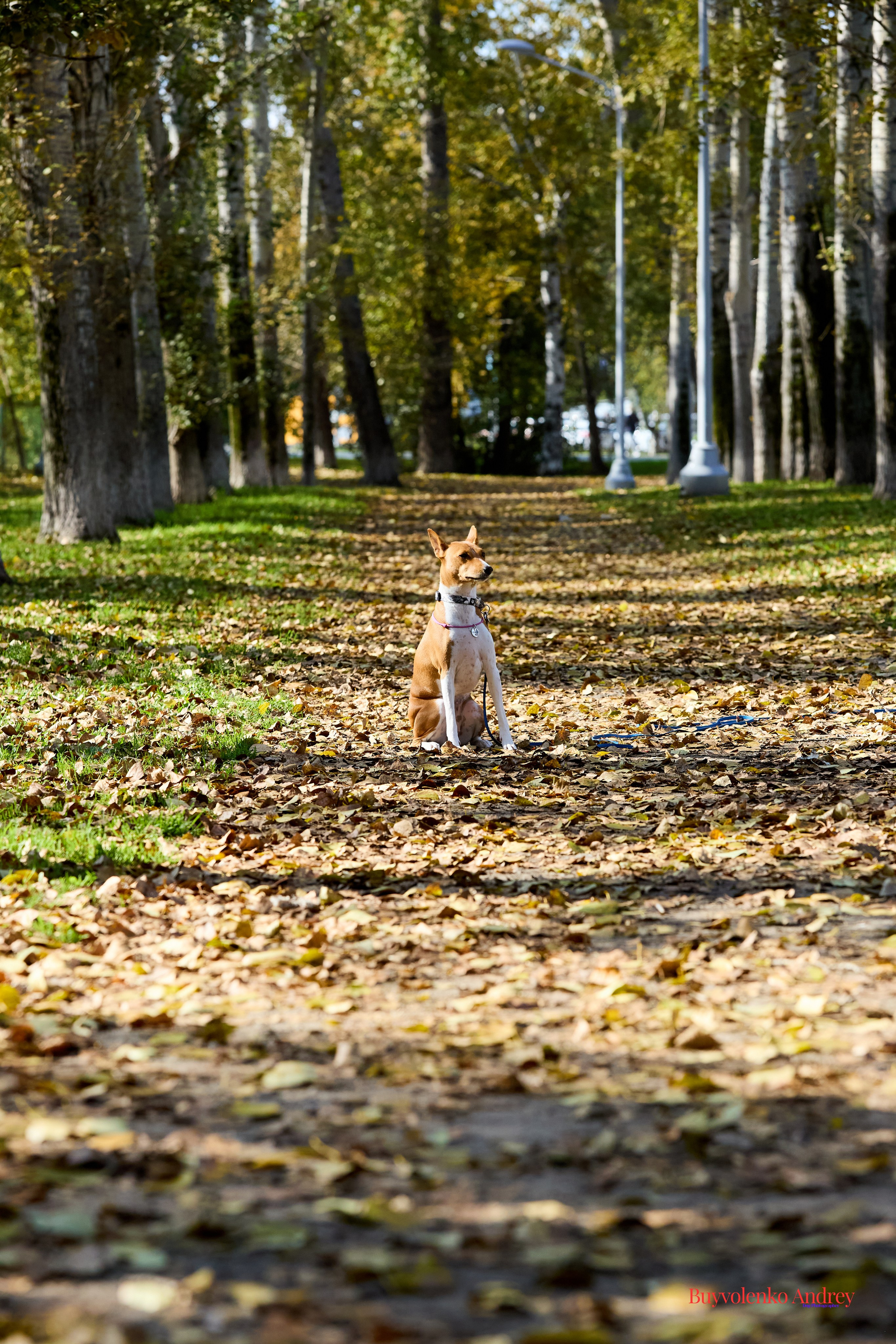 Басенджи и Аусси 21.09.2025. Buyvolenko Andrey