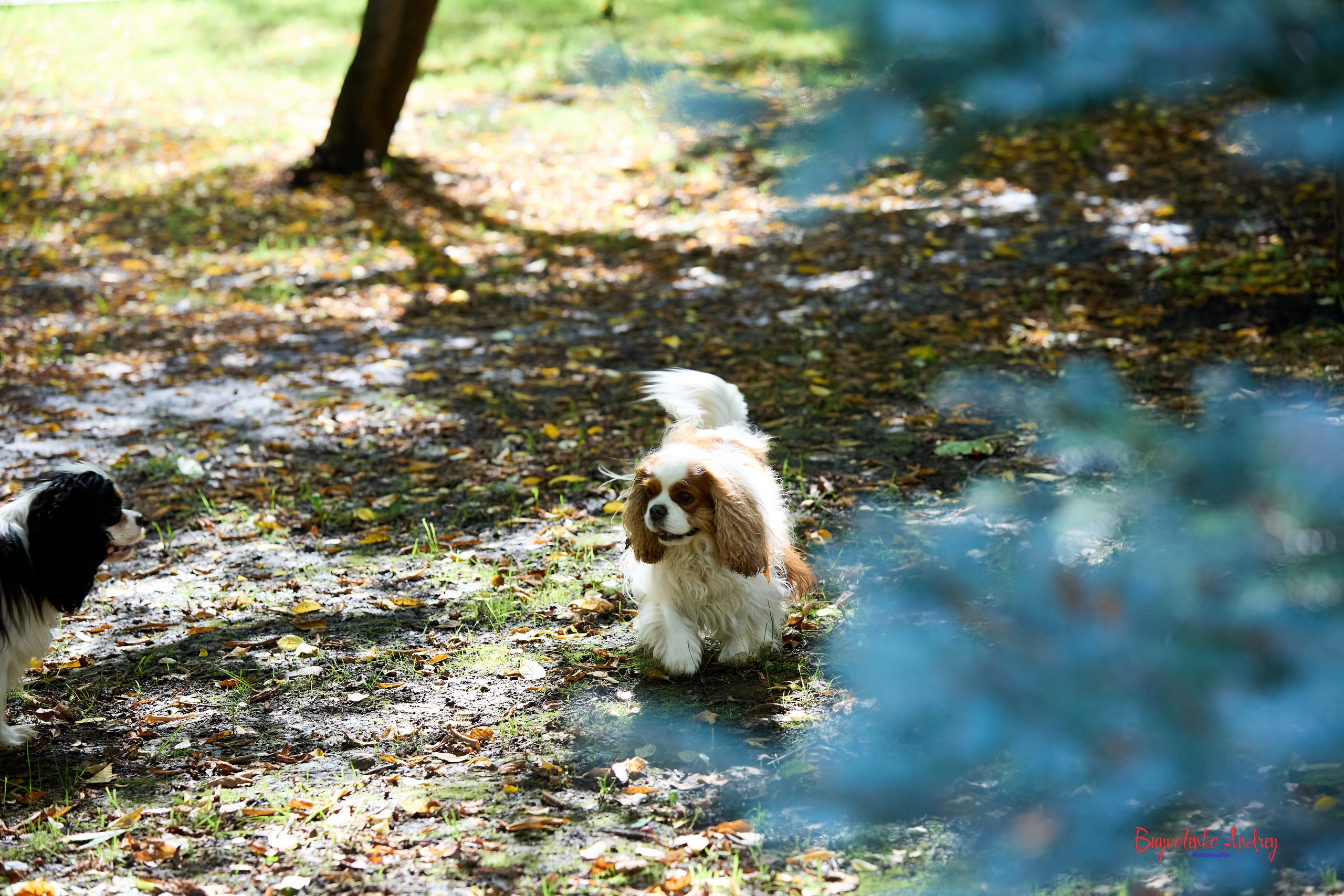 Фотопрогулка с кавалерами. Buyvolenko Andrey