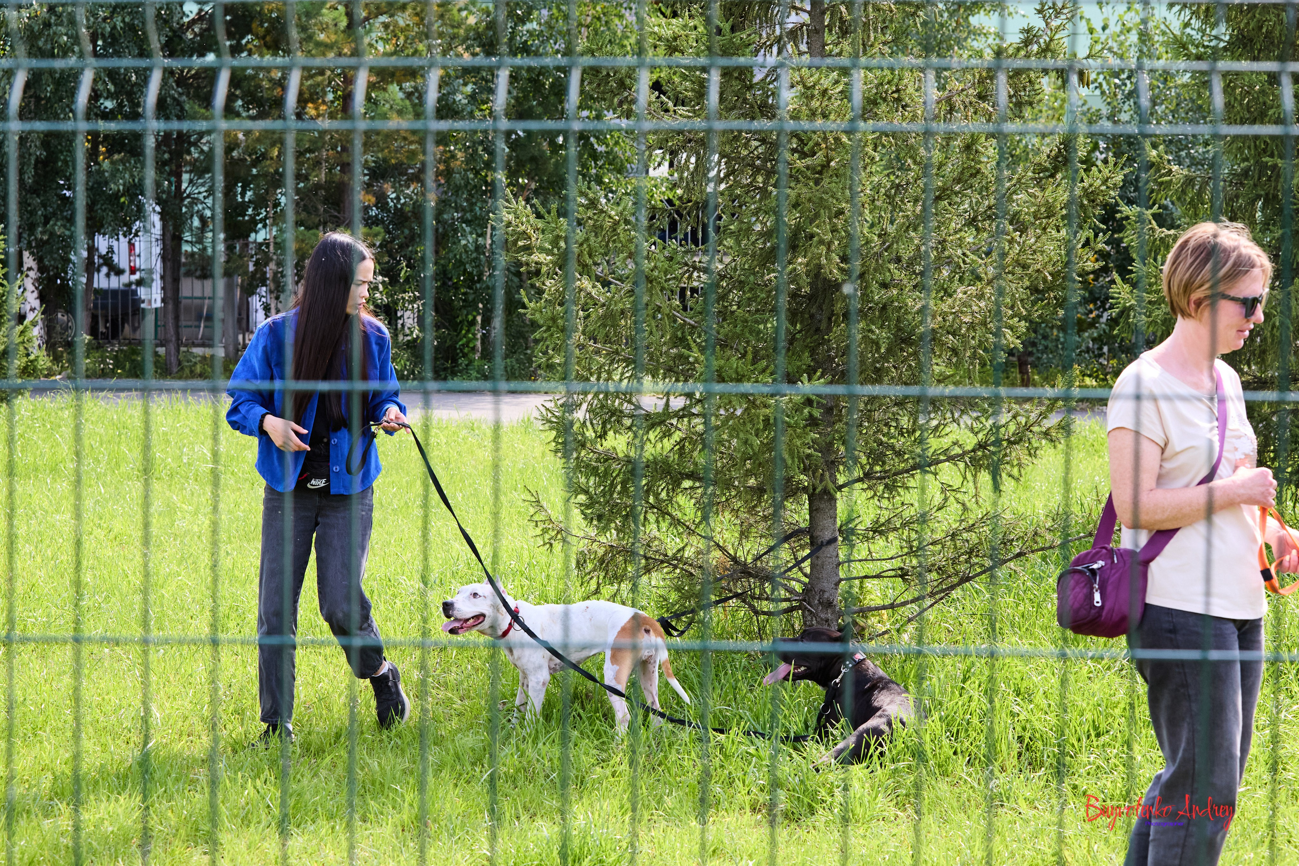 Проект фотопрогулка с хвостиком. Buyvolenko Andrey