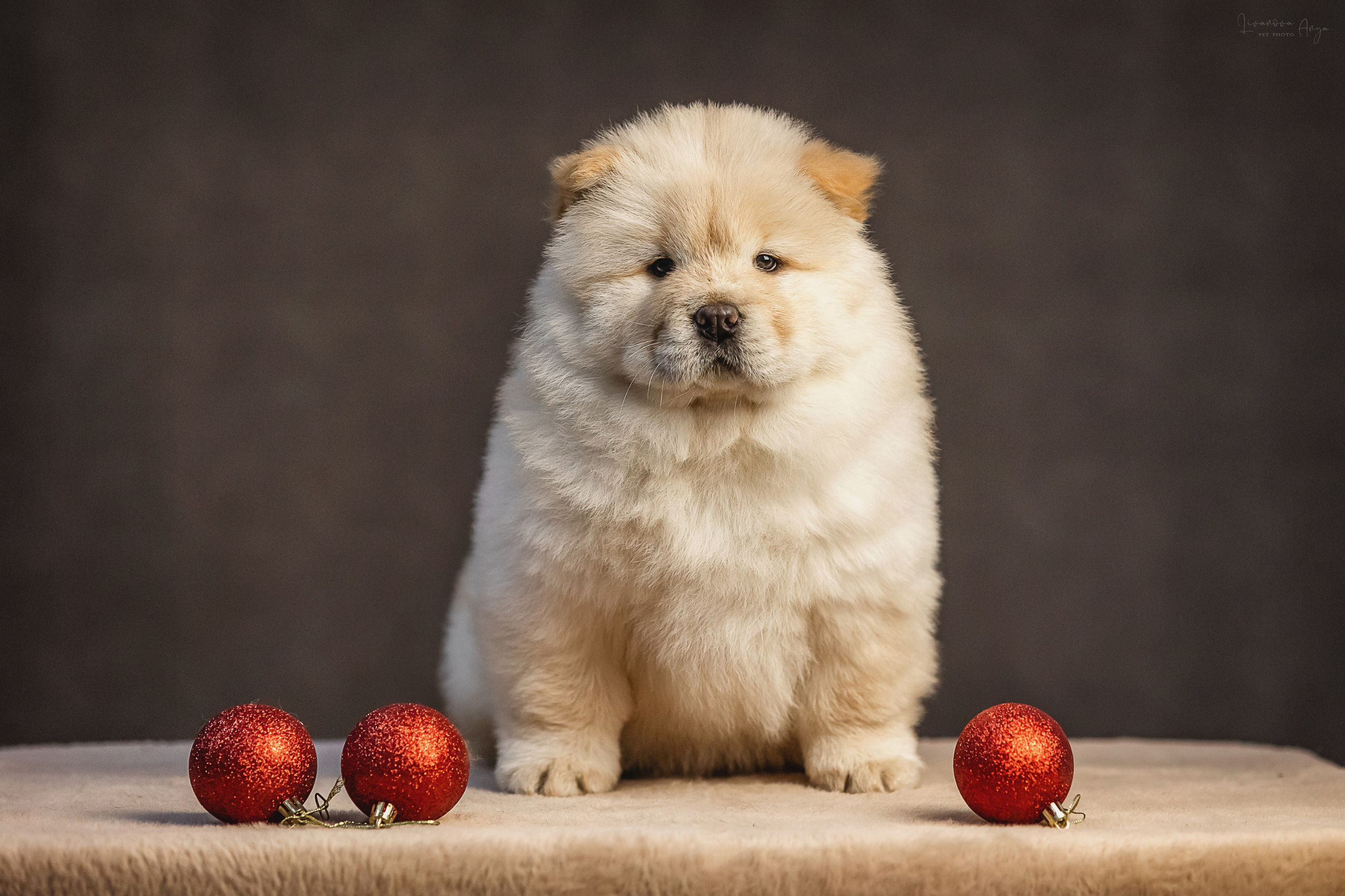 Чаушки. Фотограф анималист Аня Ливанова | Рыбинск