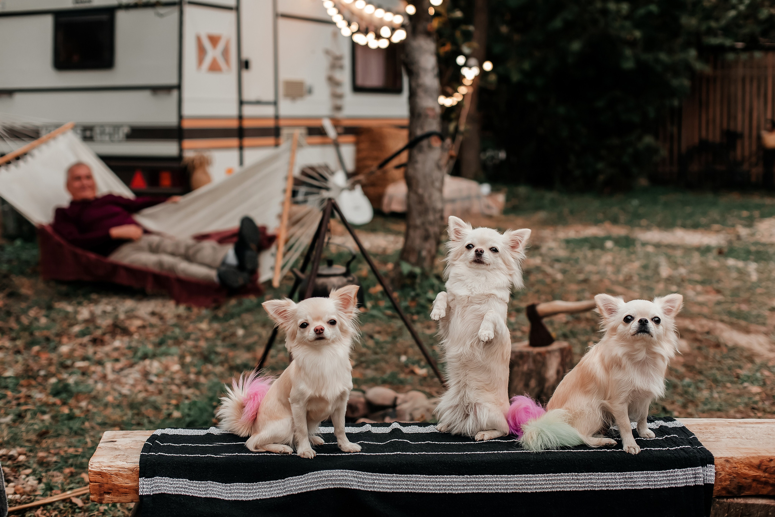 Фотосессия «Человек и собака». Фотограф-анималист в Краснодаре Маша Мельникова