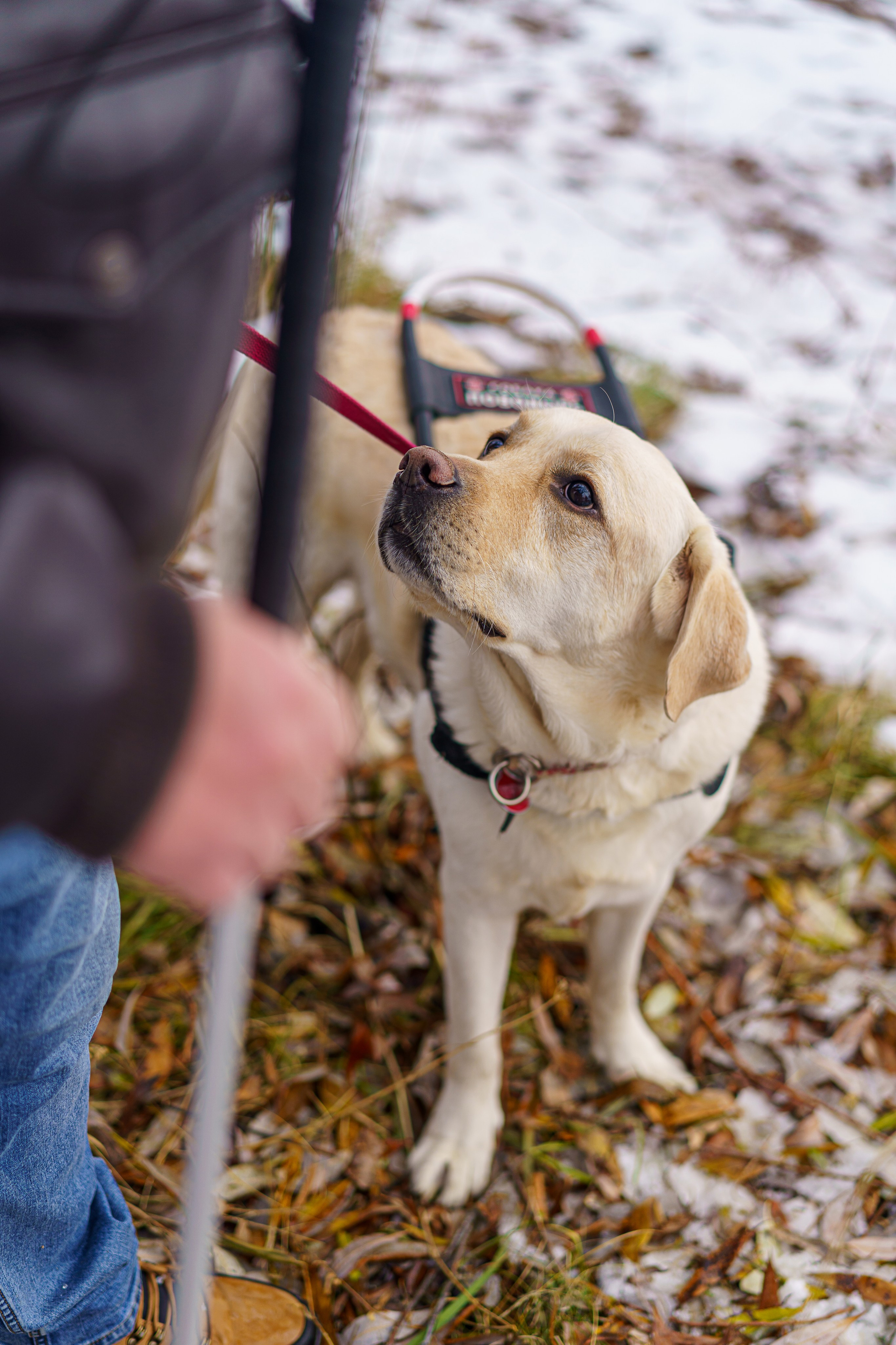 Юрий и собака-поводырь Ямал. Фотограф Челябинск · Ольга Серебрякова