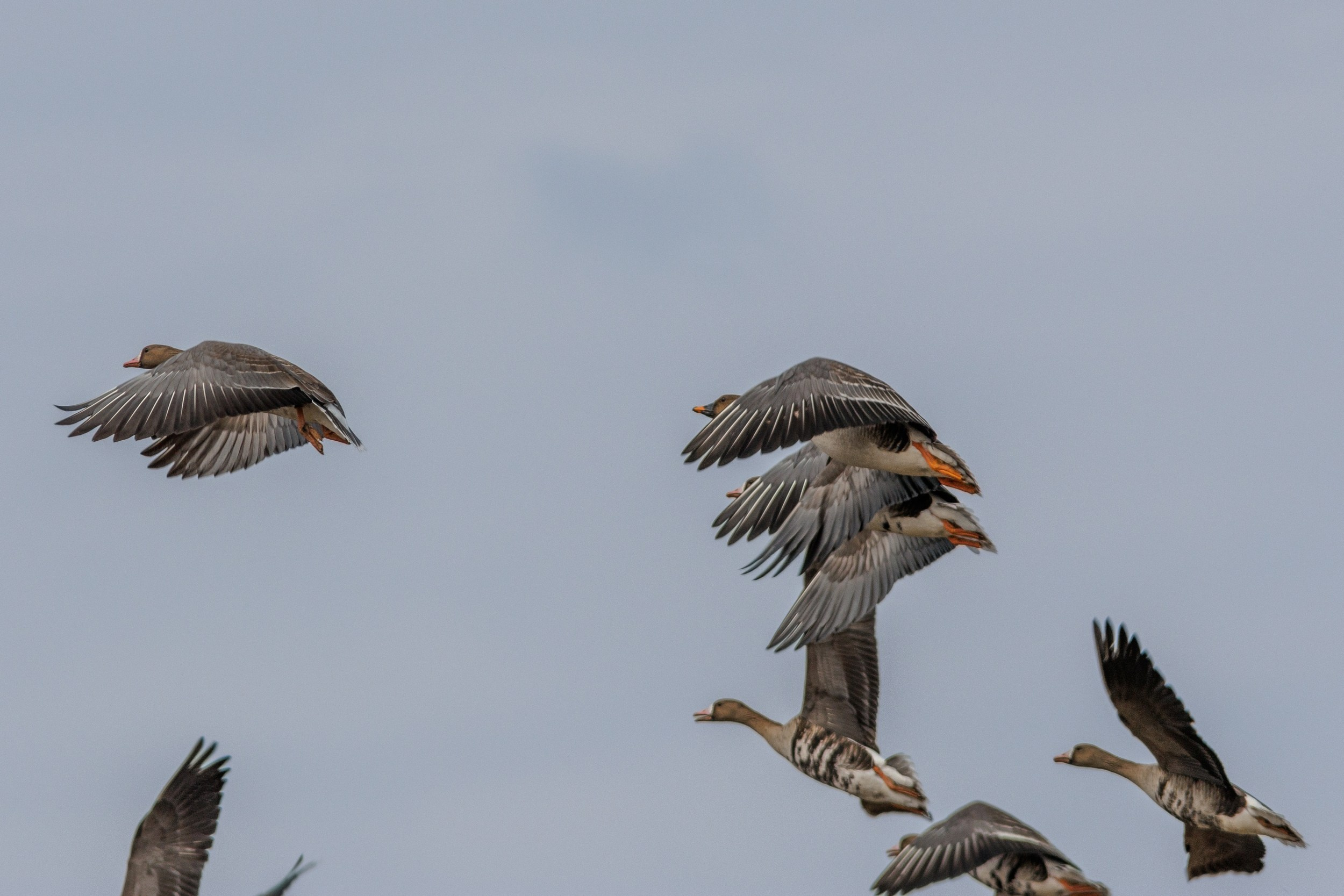 Гуси летят, крылями машут