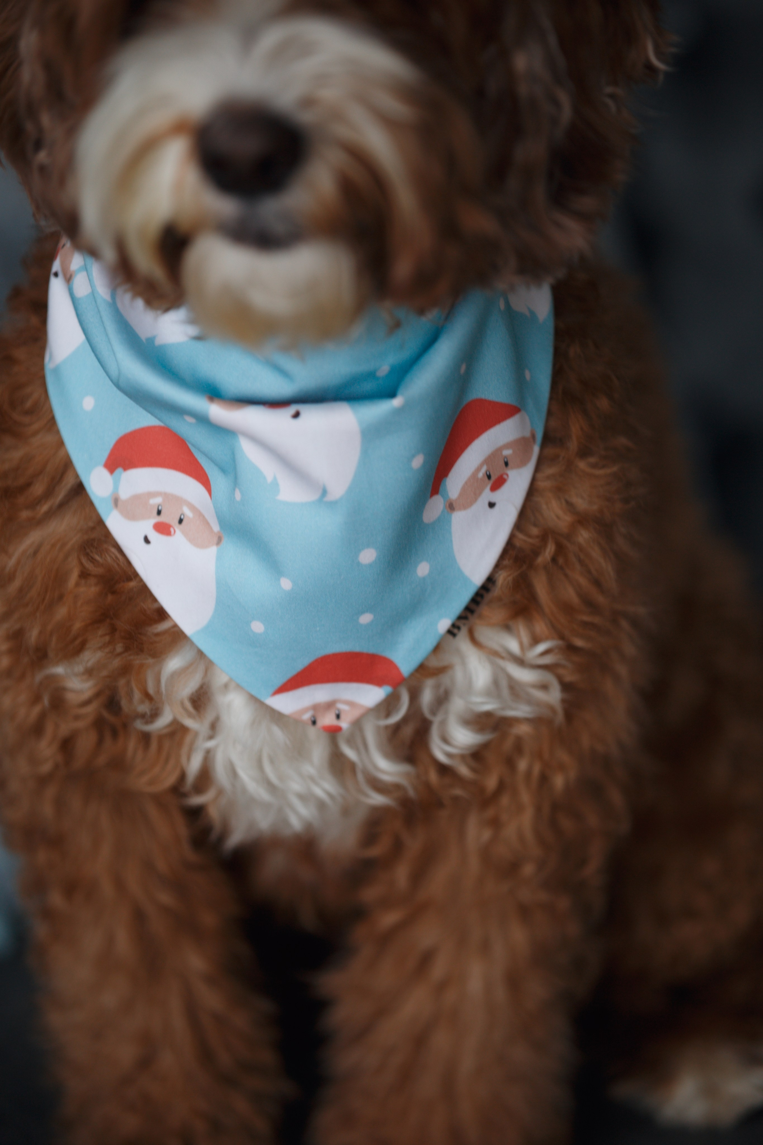 Bmbh лежанки и адресники. Фотограф анималист Кристина Карпова, Москва