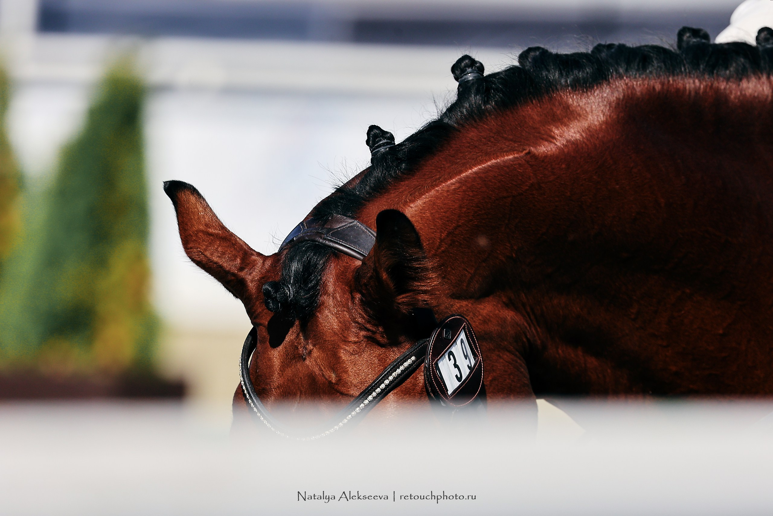 Чемпионат и Первенство России по выездке, Maxima Stables | 09'2023. Репортажный фотограф и ретушер в Москве Наталья Алексеева