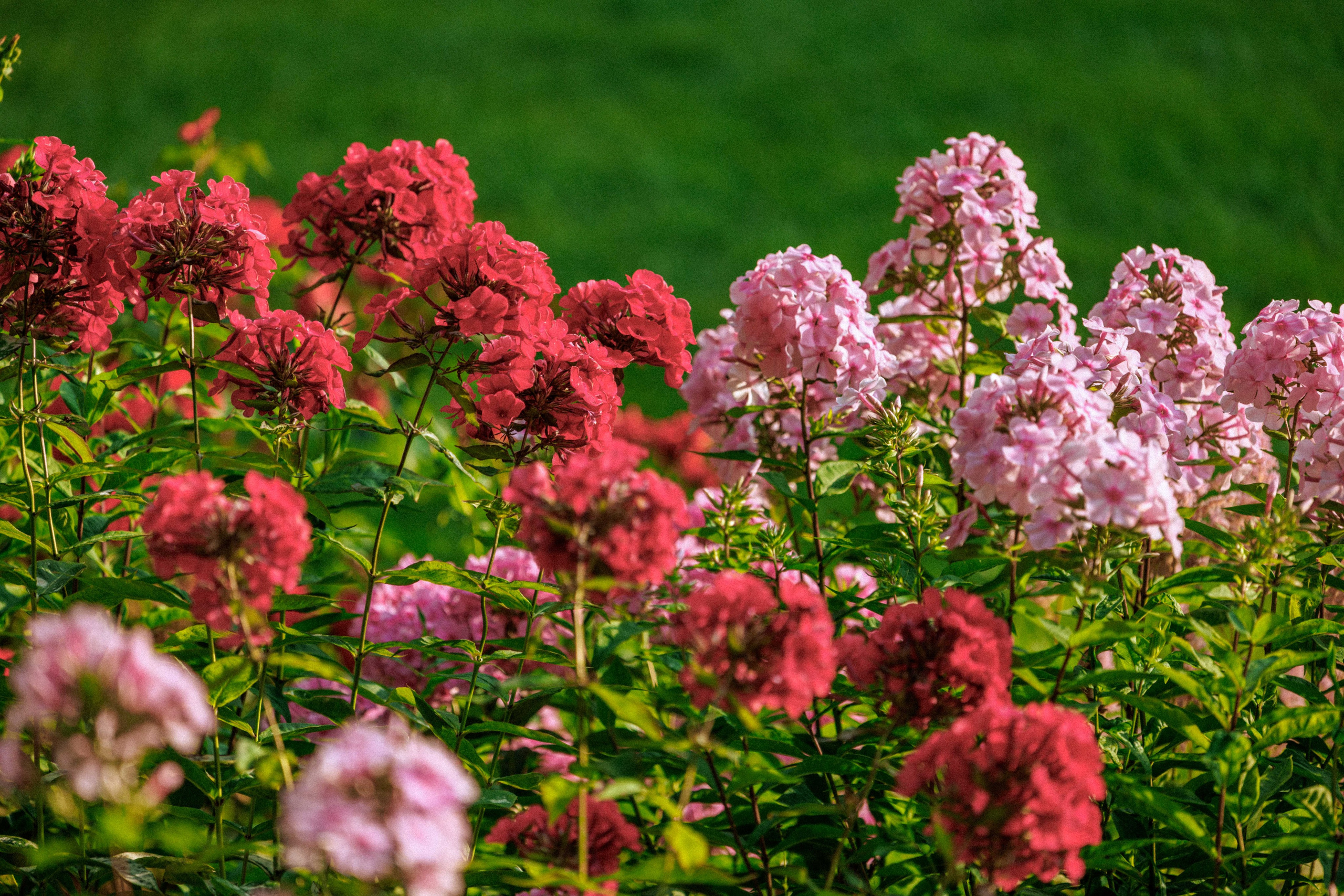 2-ой Джазовый фестиваль в СПб. Фотограф Балаев Михаил