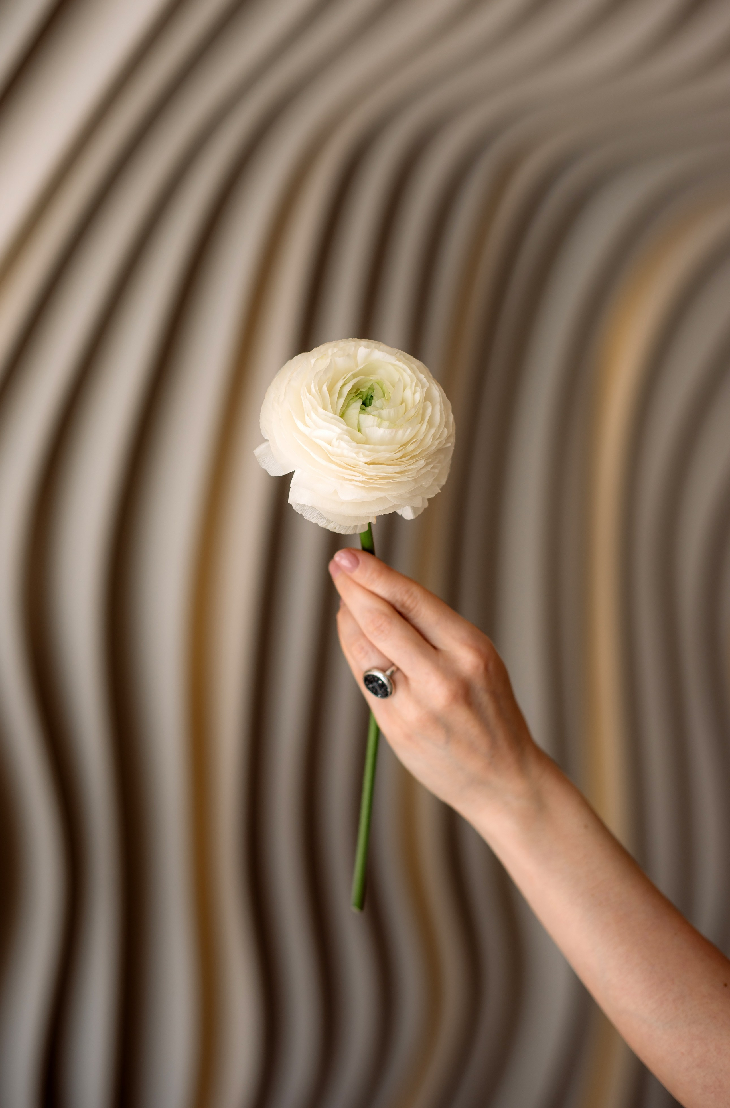 Стильная и элегантная. Фотограф в Москве Алёна Степутенко