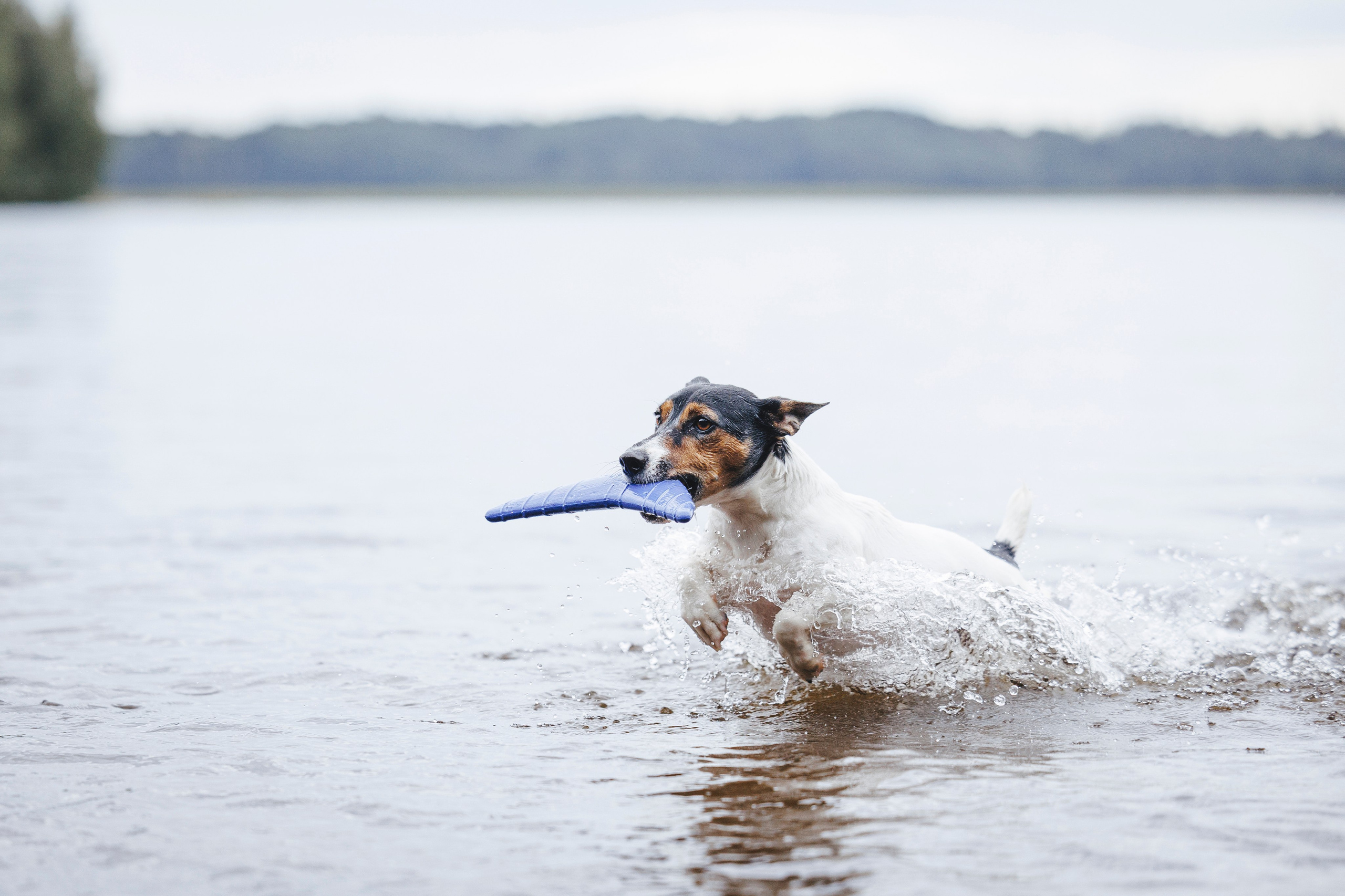 Ания и Ярик. Фотограф-анималист Анна Маринич