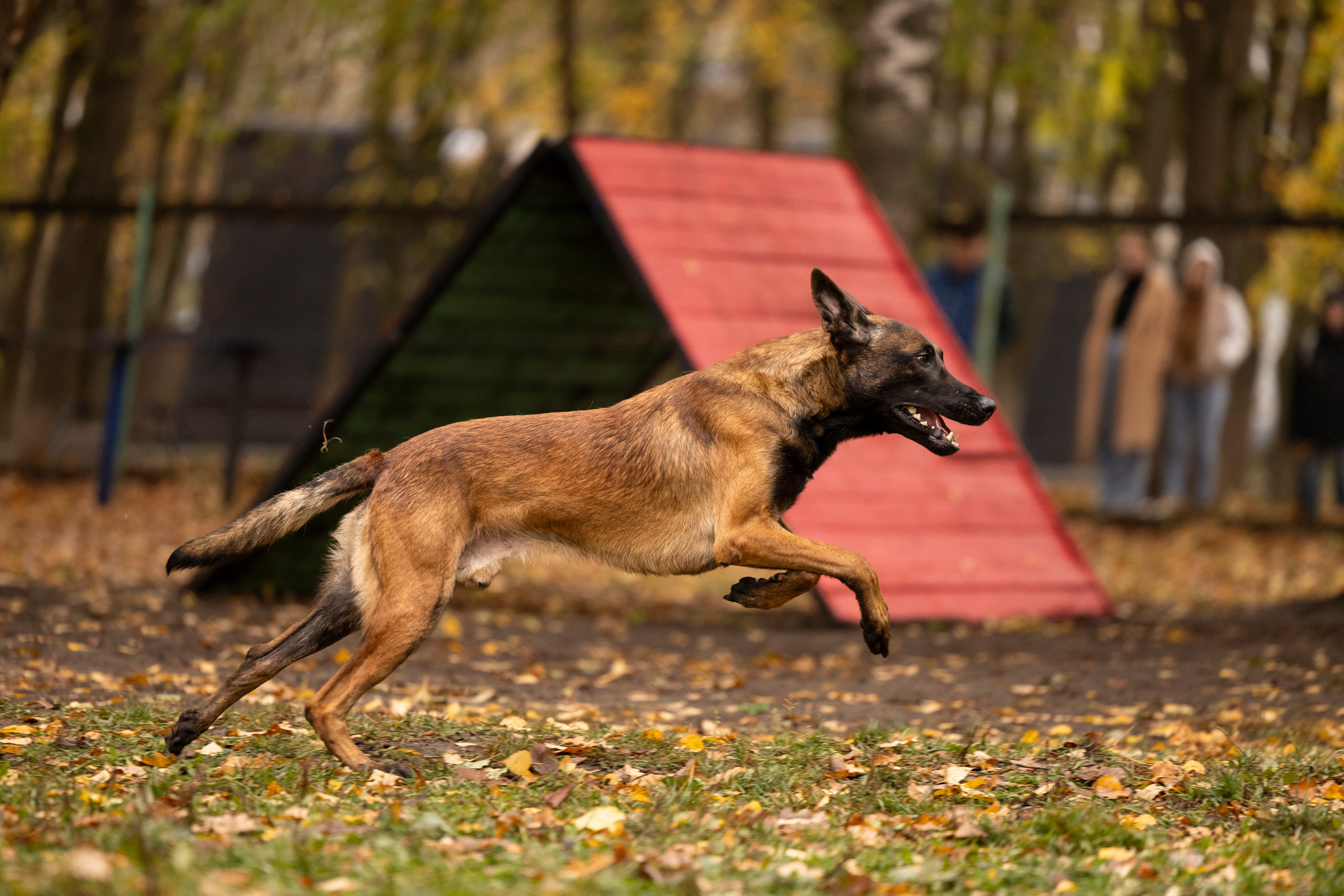 Соревнования по Мондьорингу г. Вологда. Фотограф-анималист Анна Маринич
