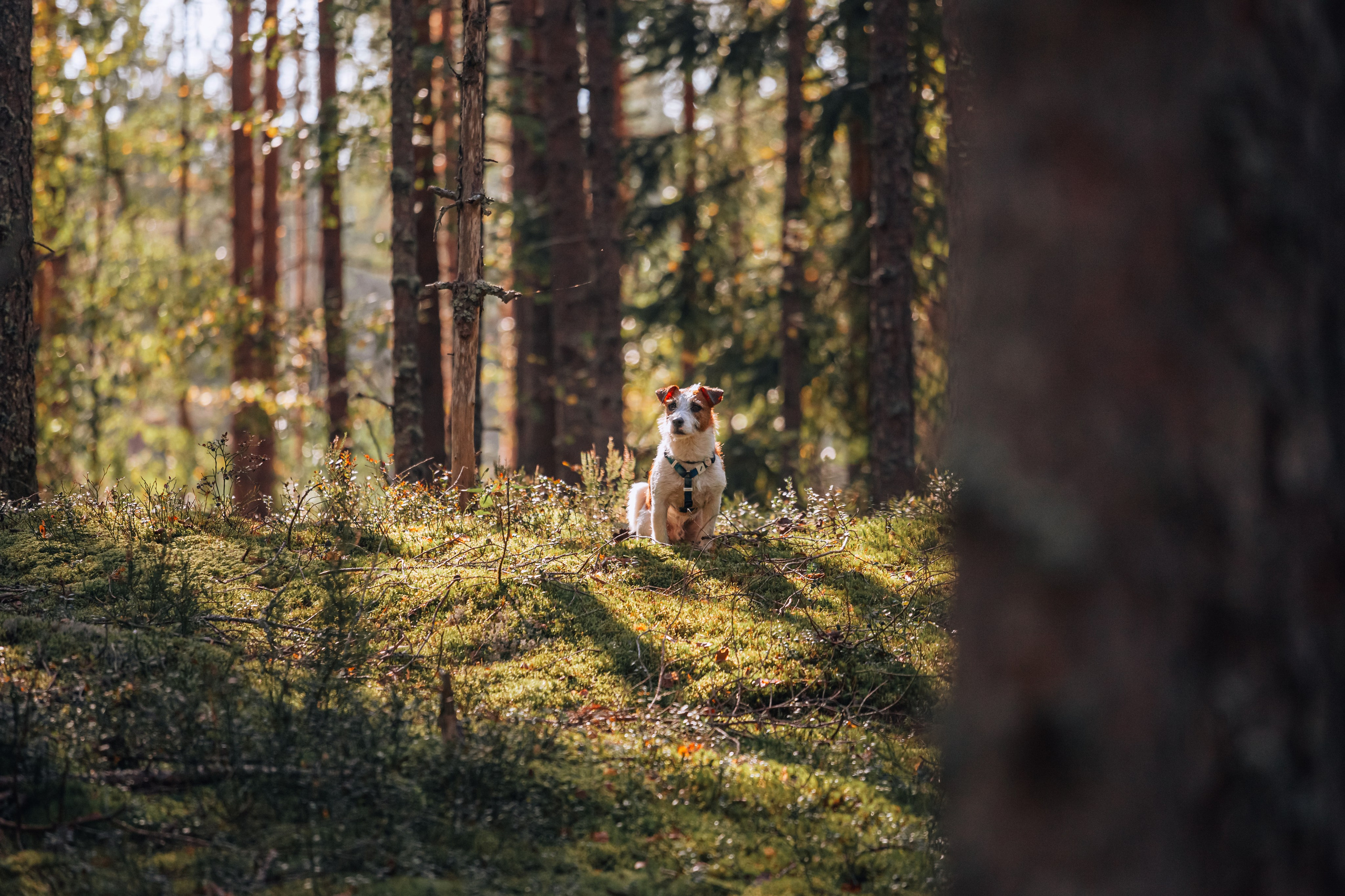 Фотопрогулка в Ленобласти. Фотограф-анималист Татьяна Степанова