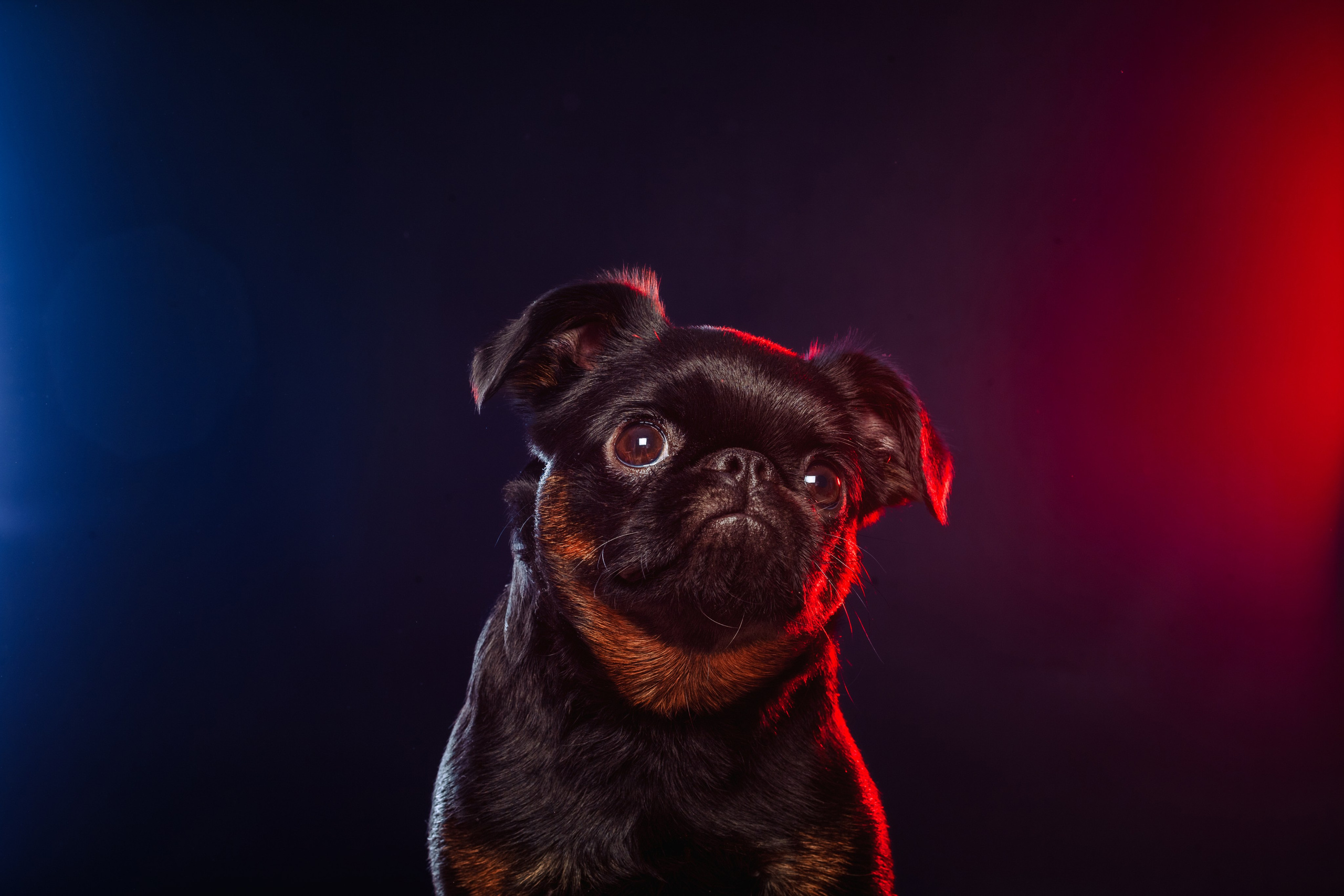 Студийная фотосессия с цветным светом. Фотограф-анималист Татьяна Степанова