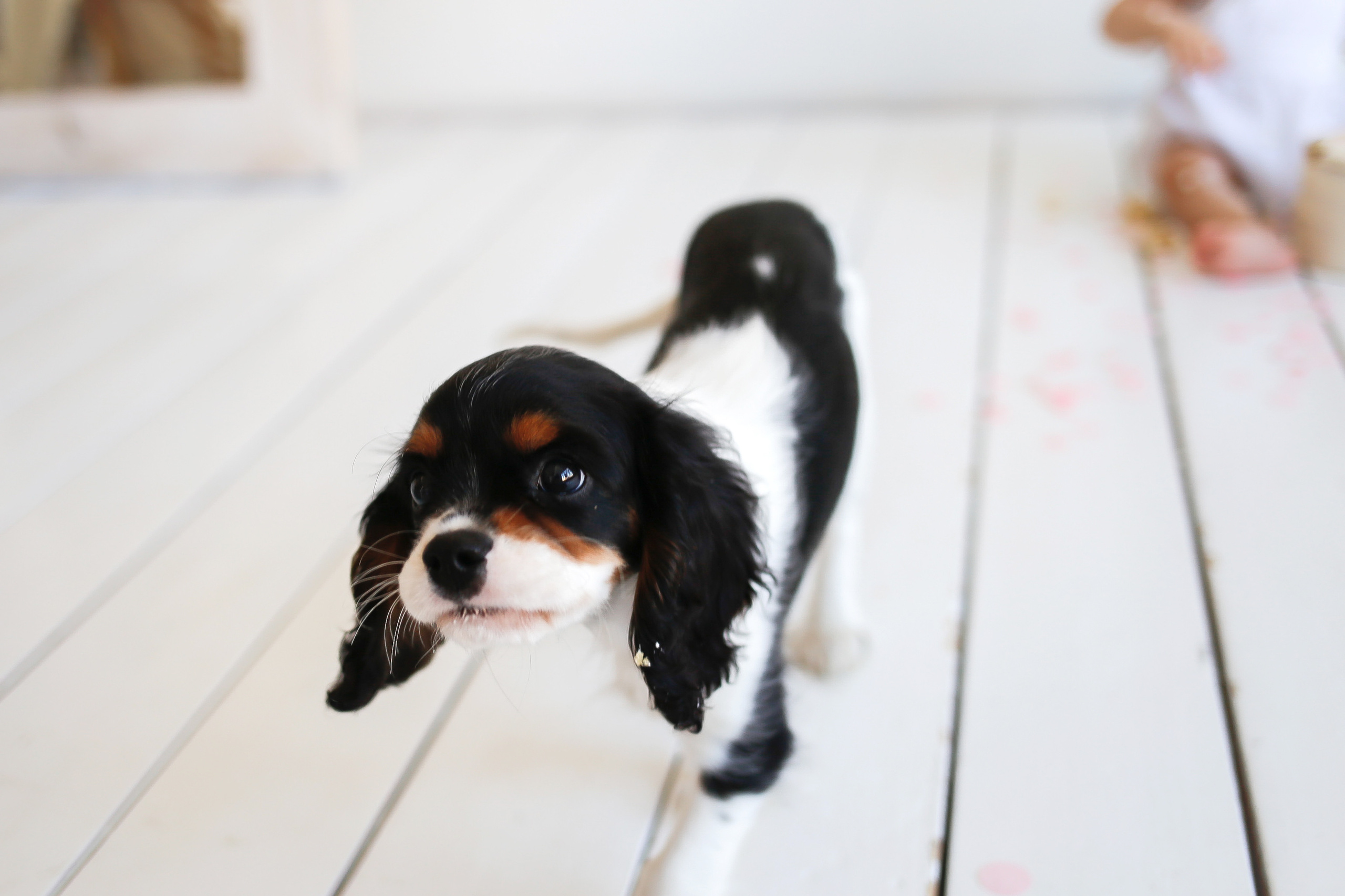 Фотосессия собаки