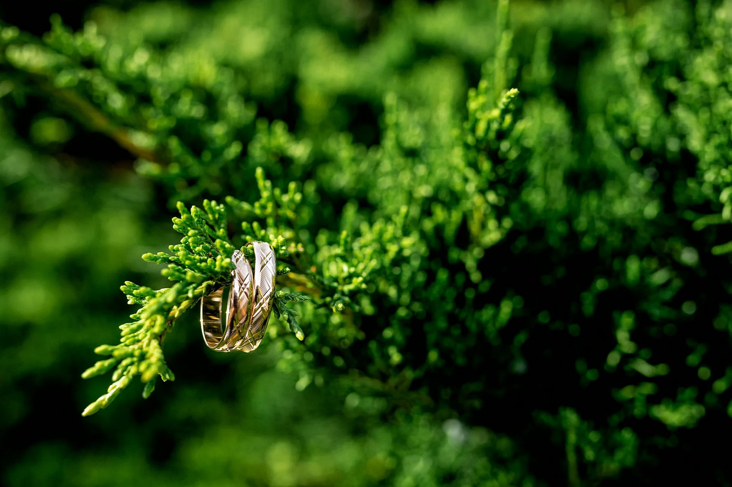 Портфолио свадебного фотографа — Искусство свадебной фотографии