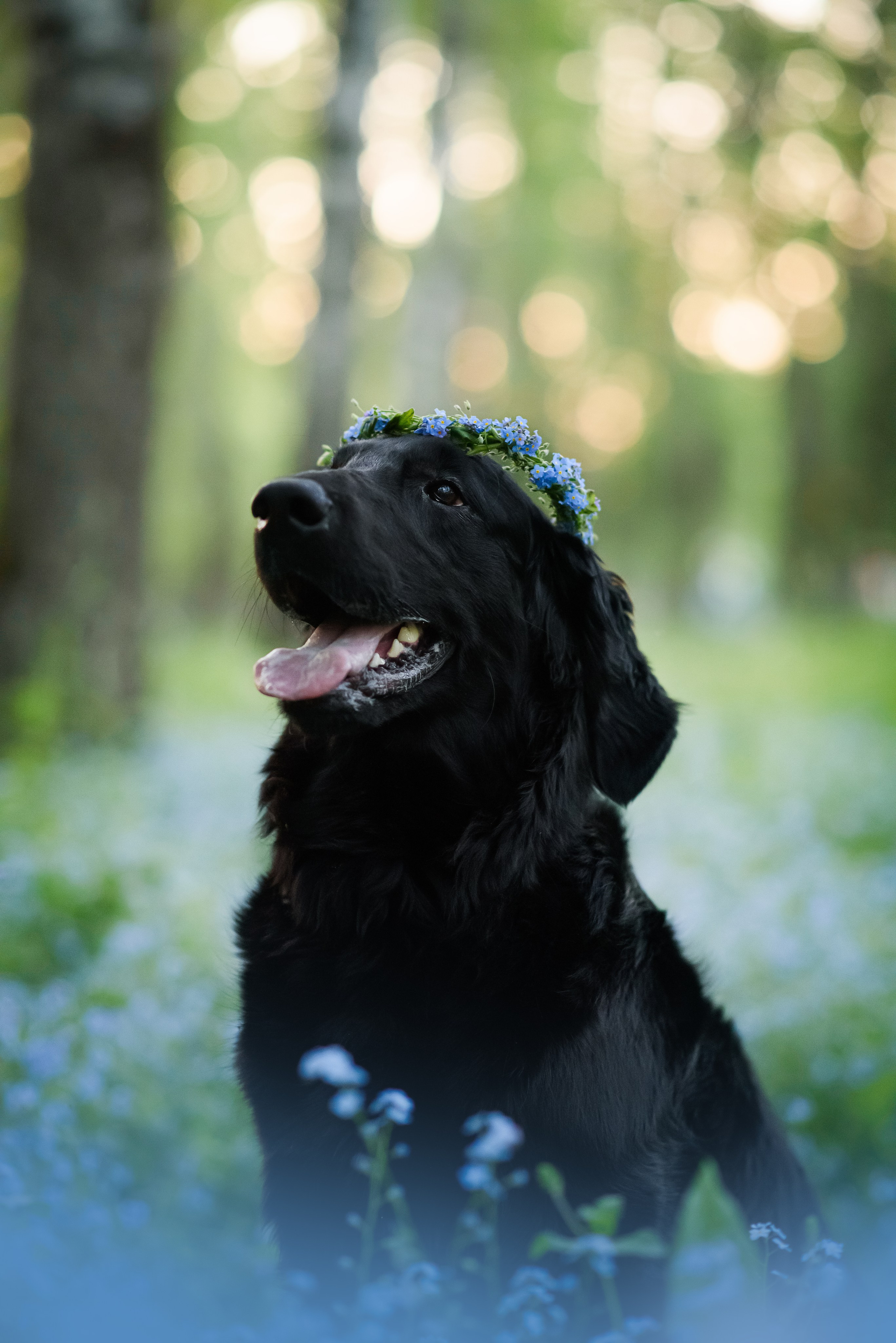 Степа, Йоки и Мята — 29.05.2024. Фотограф — Анималист | Анна Абрамова