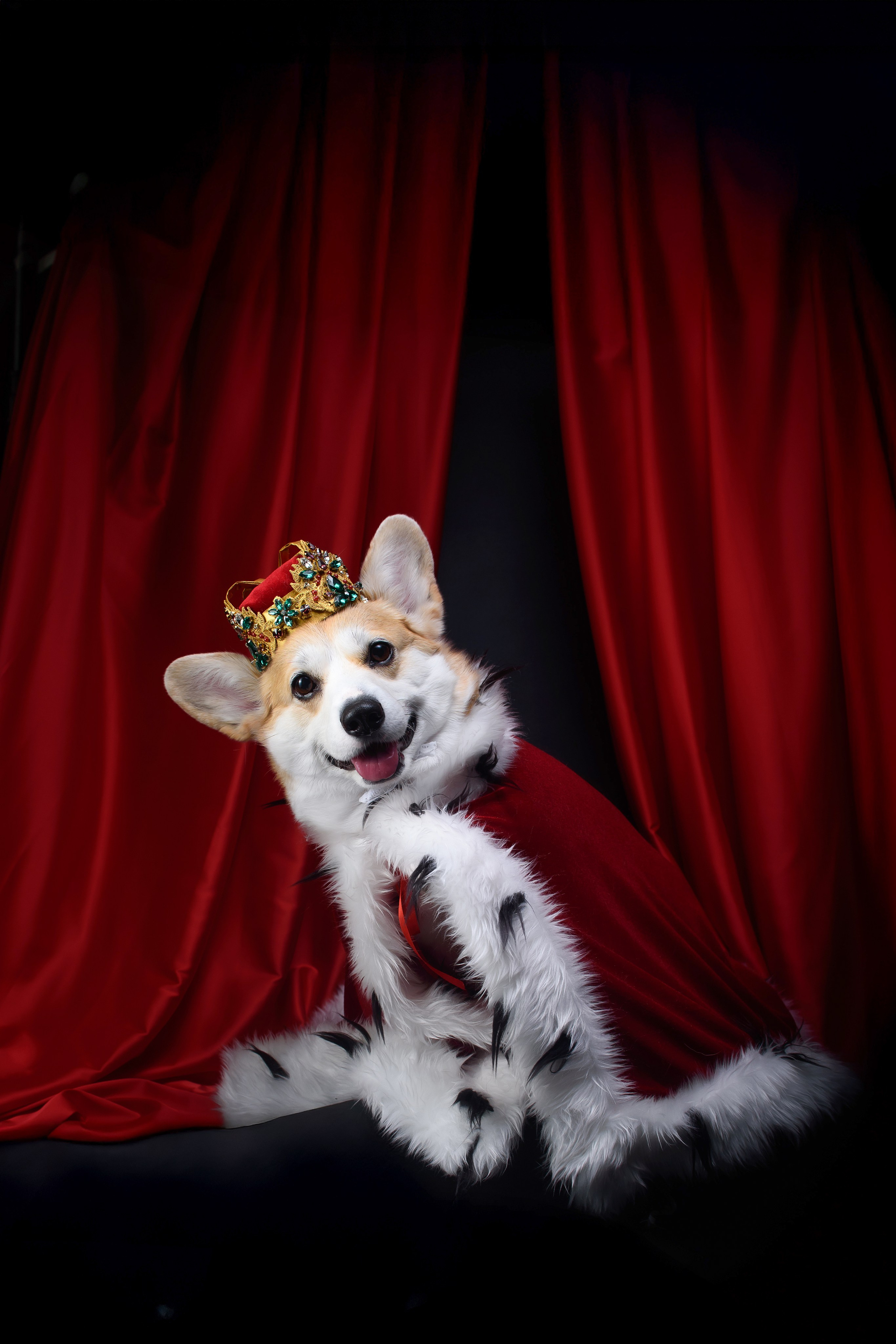 Королевская съемка — 20.05.2025. Фотограф — Анималист | Анна Абрамова