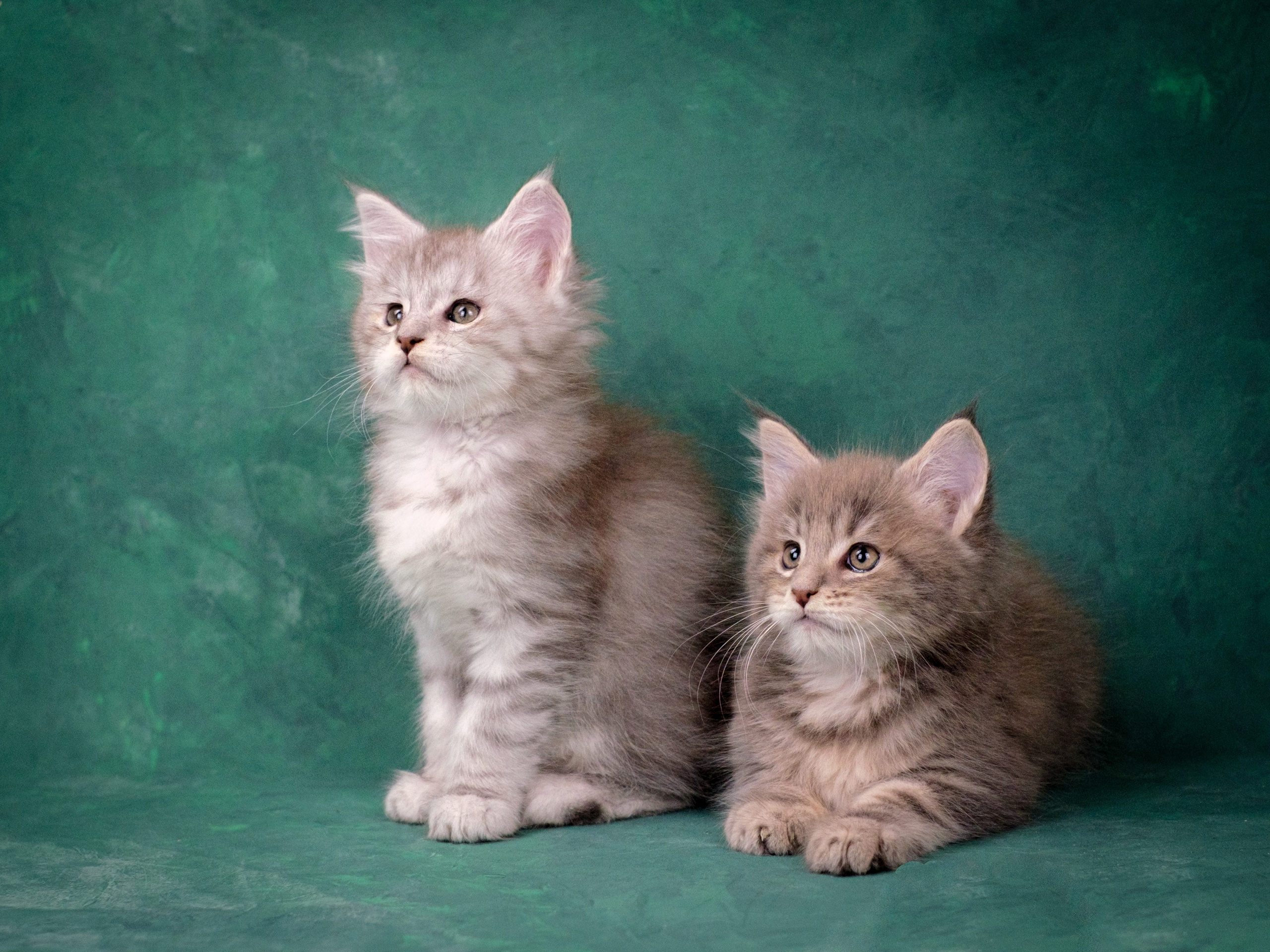 Мейн-куны для Анастасии. Зоофотограф, фотограф животных в Москве и области Дина Дамоцева