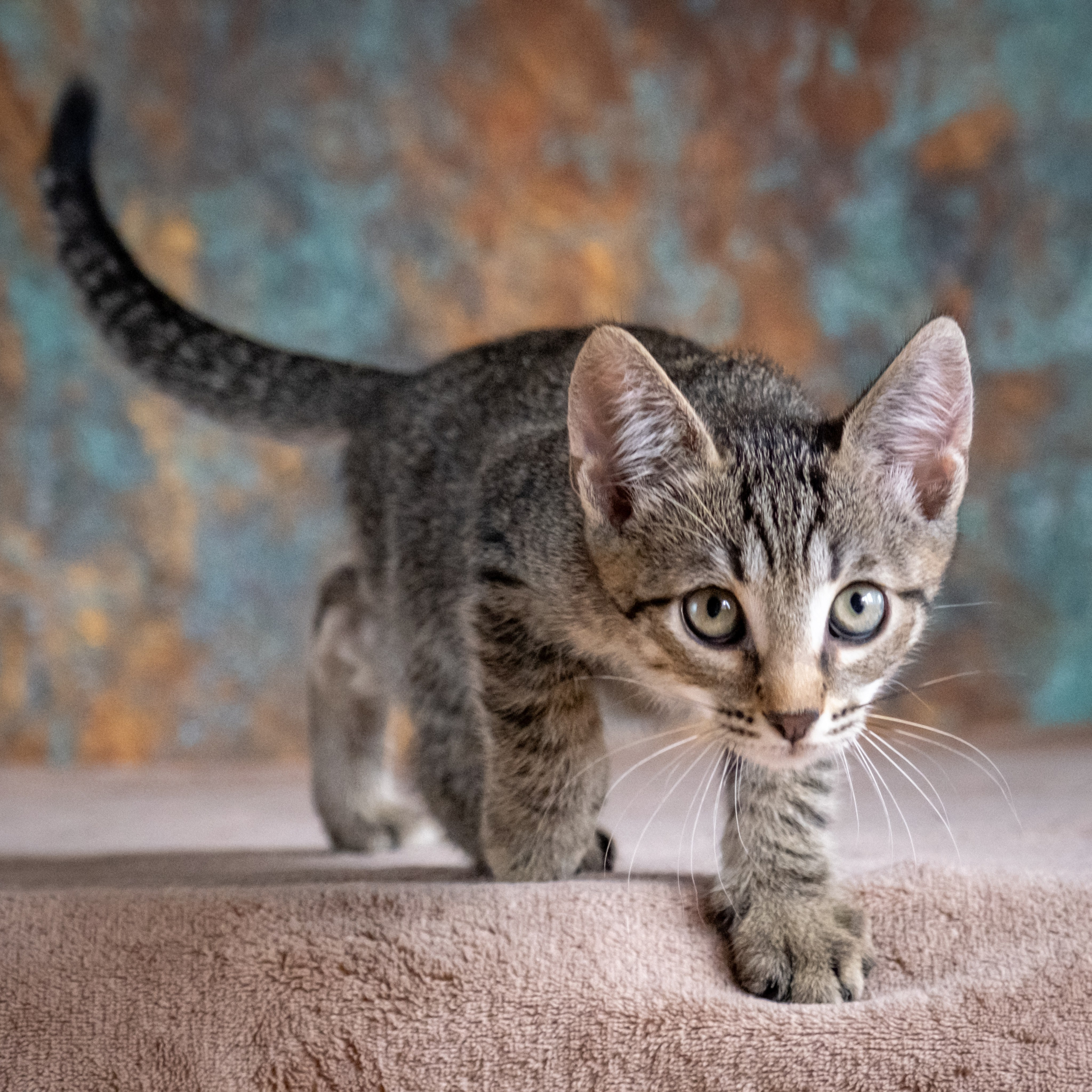 Котята для Дианы. Зоофотограф, фотограф животных в Москве и области Дина Дамоцева