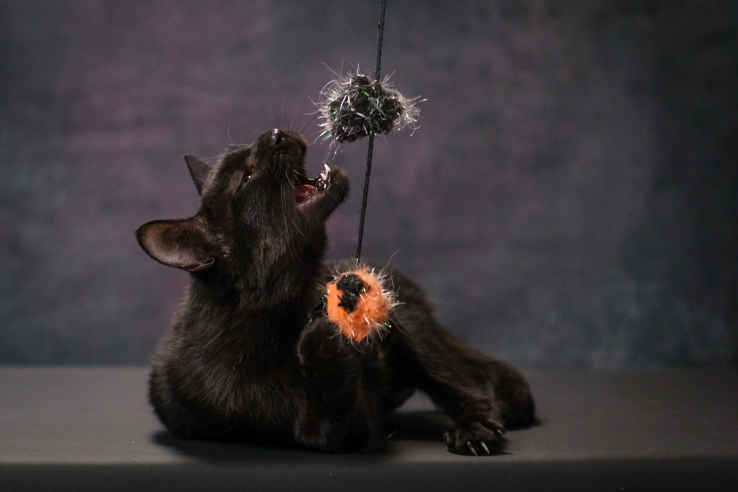 Котики Мурмурии). Зоофотограф, фотограф животных в Москве и области Дина Дамоцева