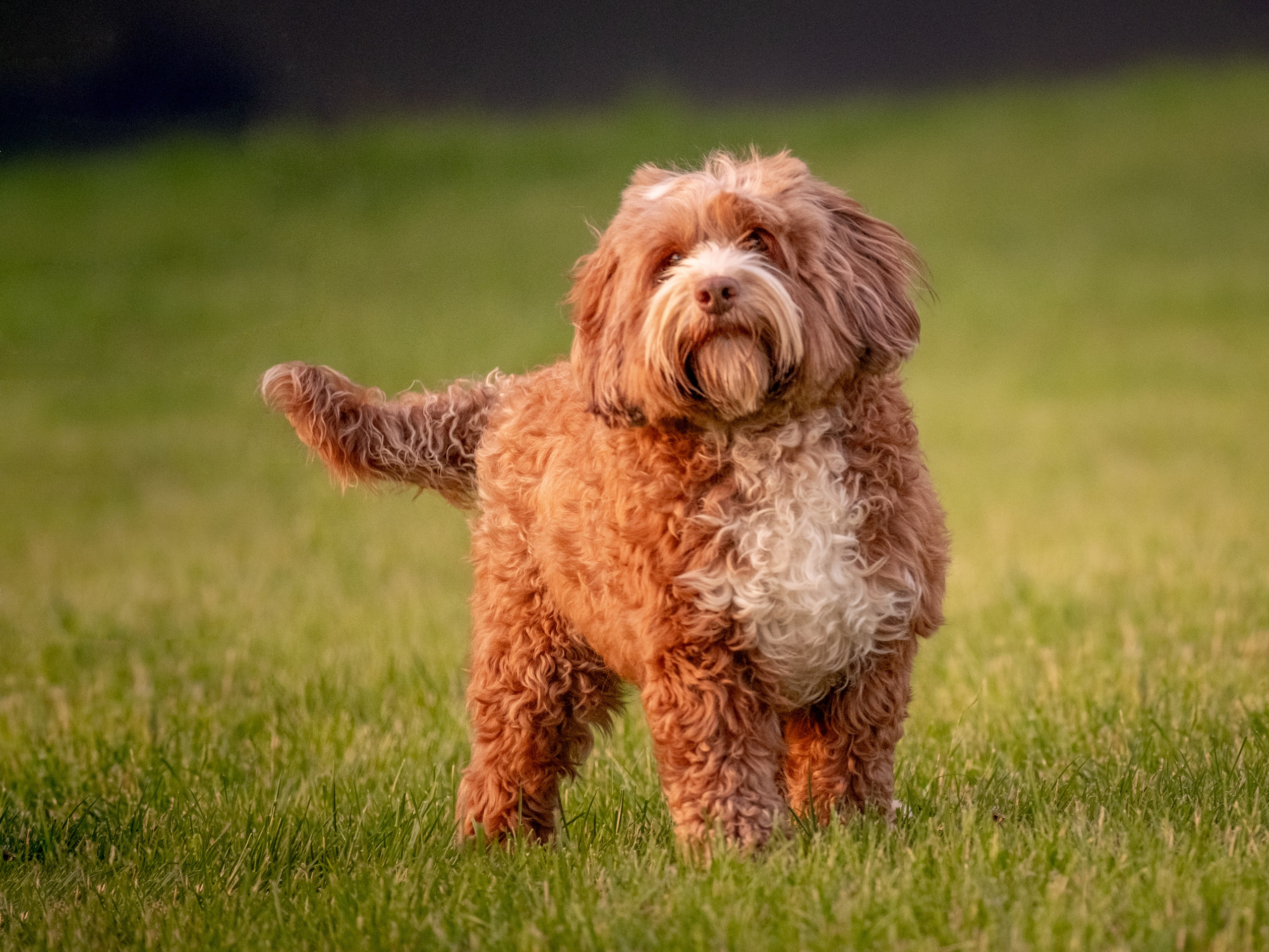 Неповторимые лабрадудли для Елены). Зоофотограф, фотограф животных в Москве и области Дина Дамоцева