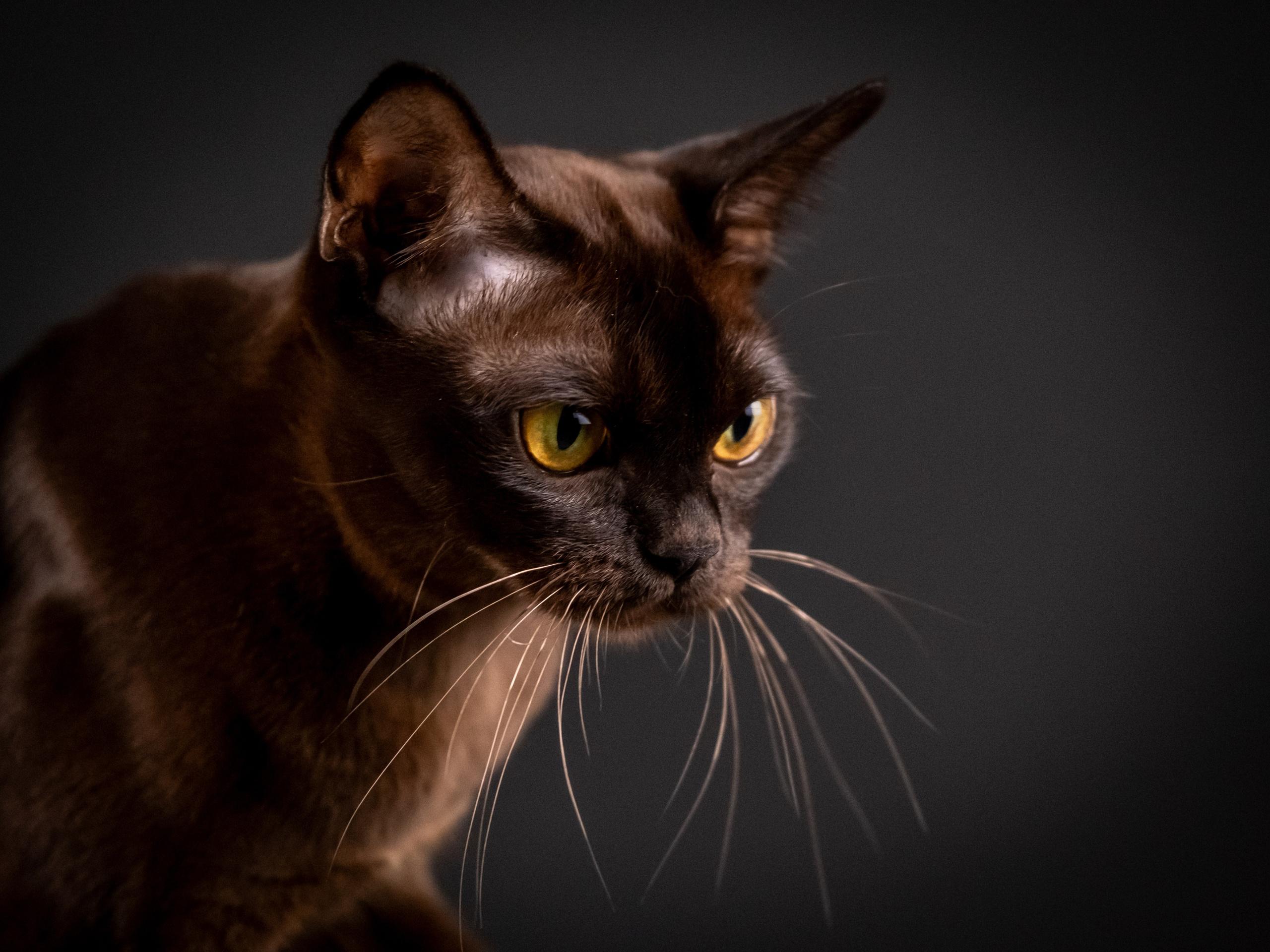 Бурмятки для Елены). Зоофотограф, фотограф животных в Москве и области Дина Дамоцева