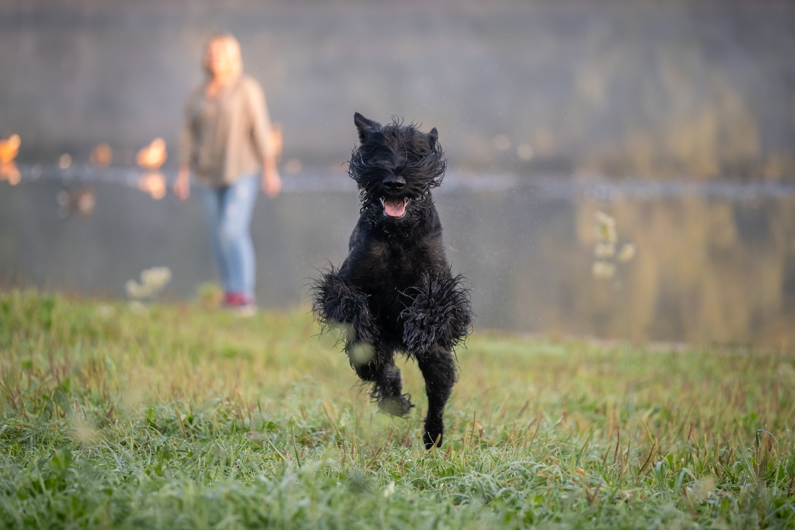 Прекрасная семья Ксении. Зоофотограф, фотограф животных в Москве и области Дина Дамоцева