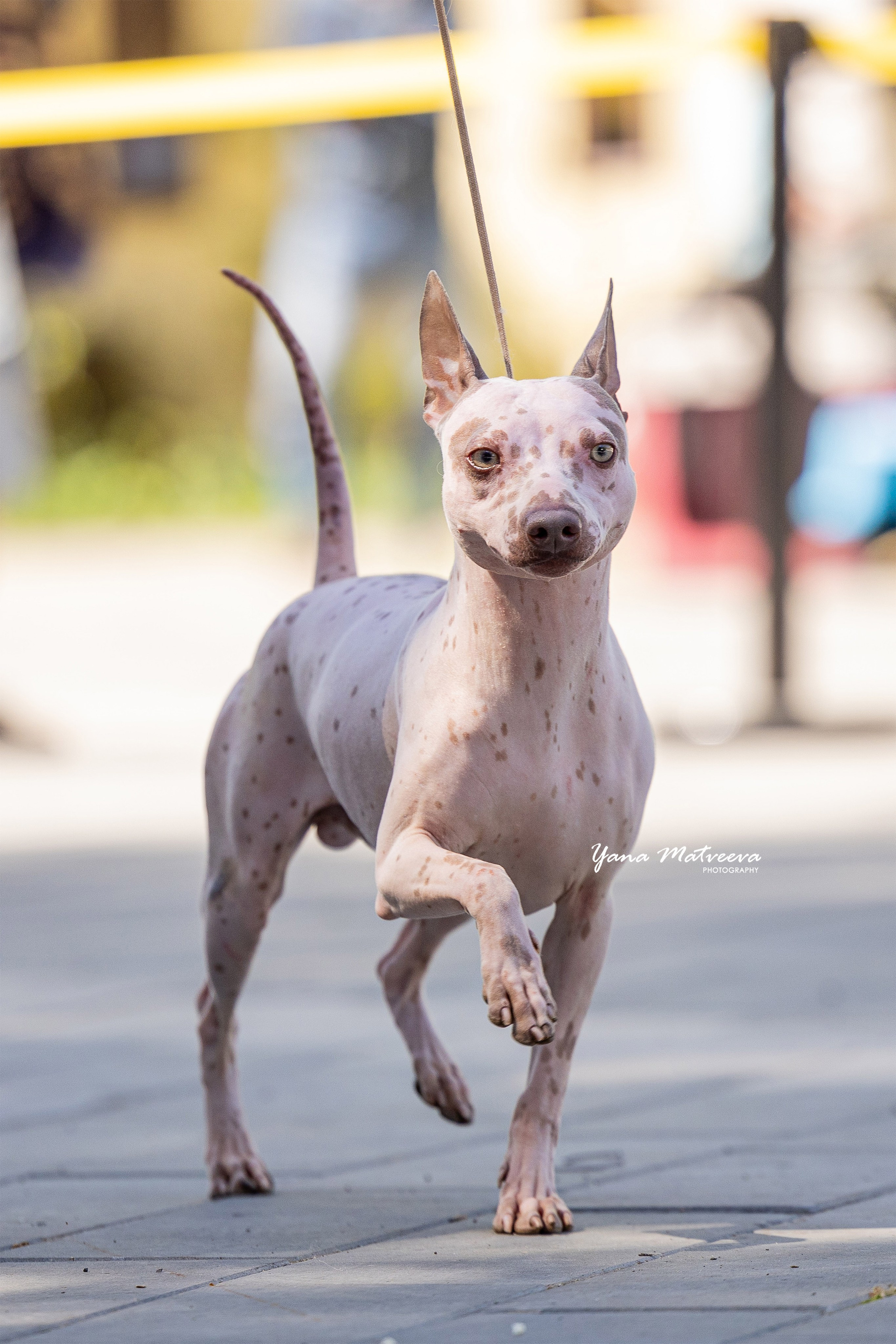 Собаки. Фотограф Яна Матвеева в Ижевске