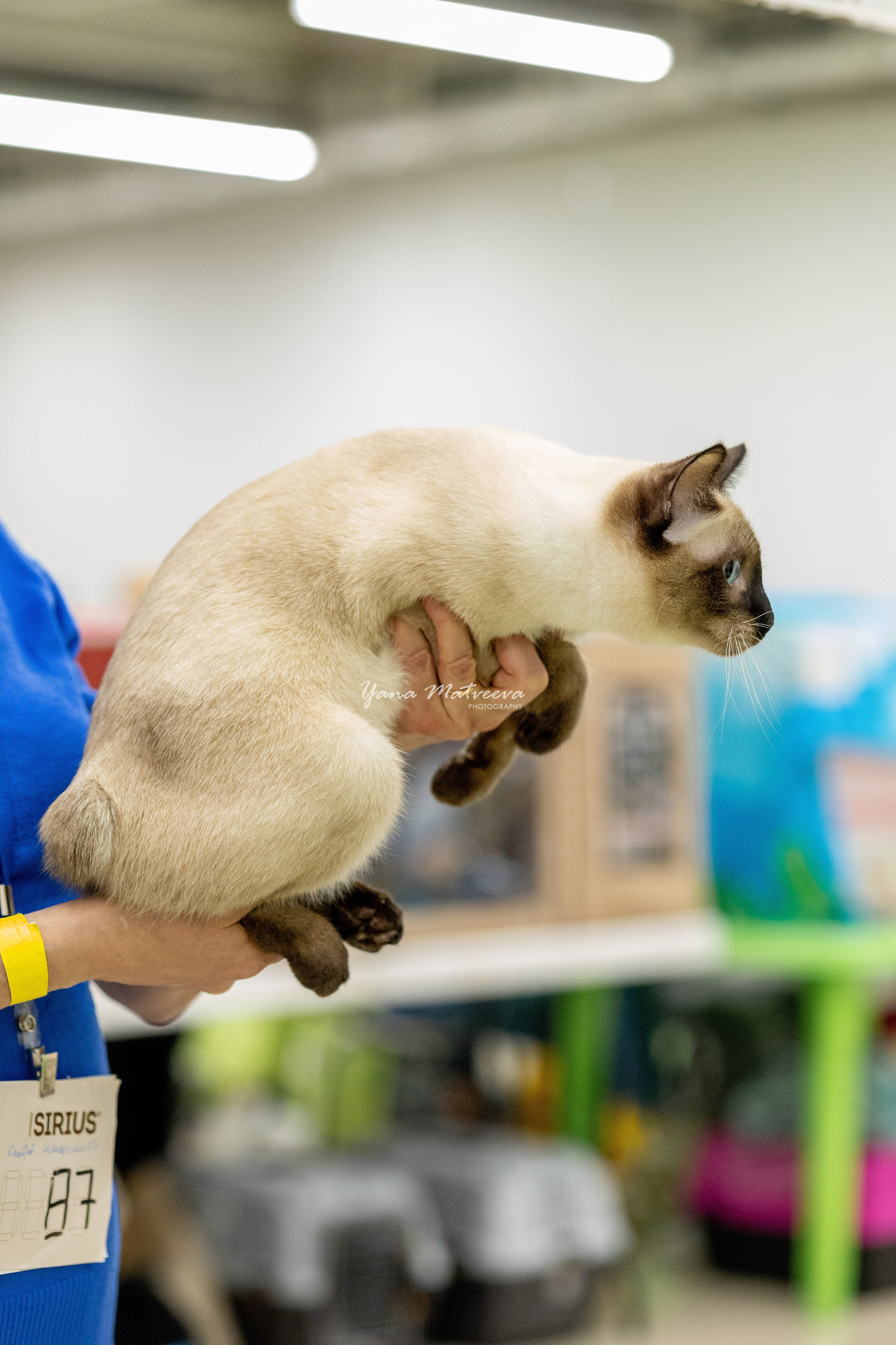 Кошки. Фотограф Яна Матвеева в Ижевске