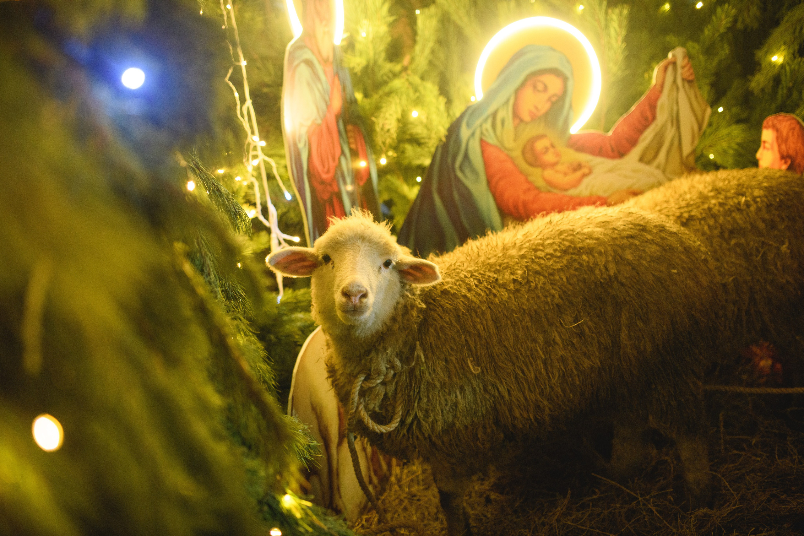 Рождество Христово 7.01.2024. Семейный и свадебный фотограф в Феодосии и Коктебеле