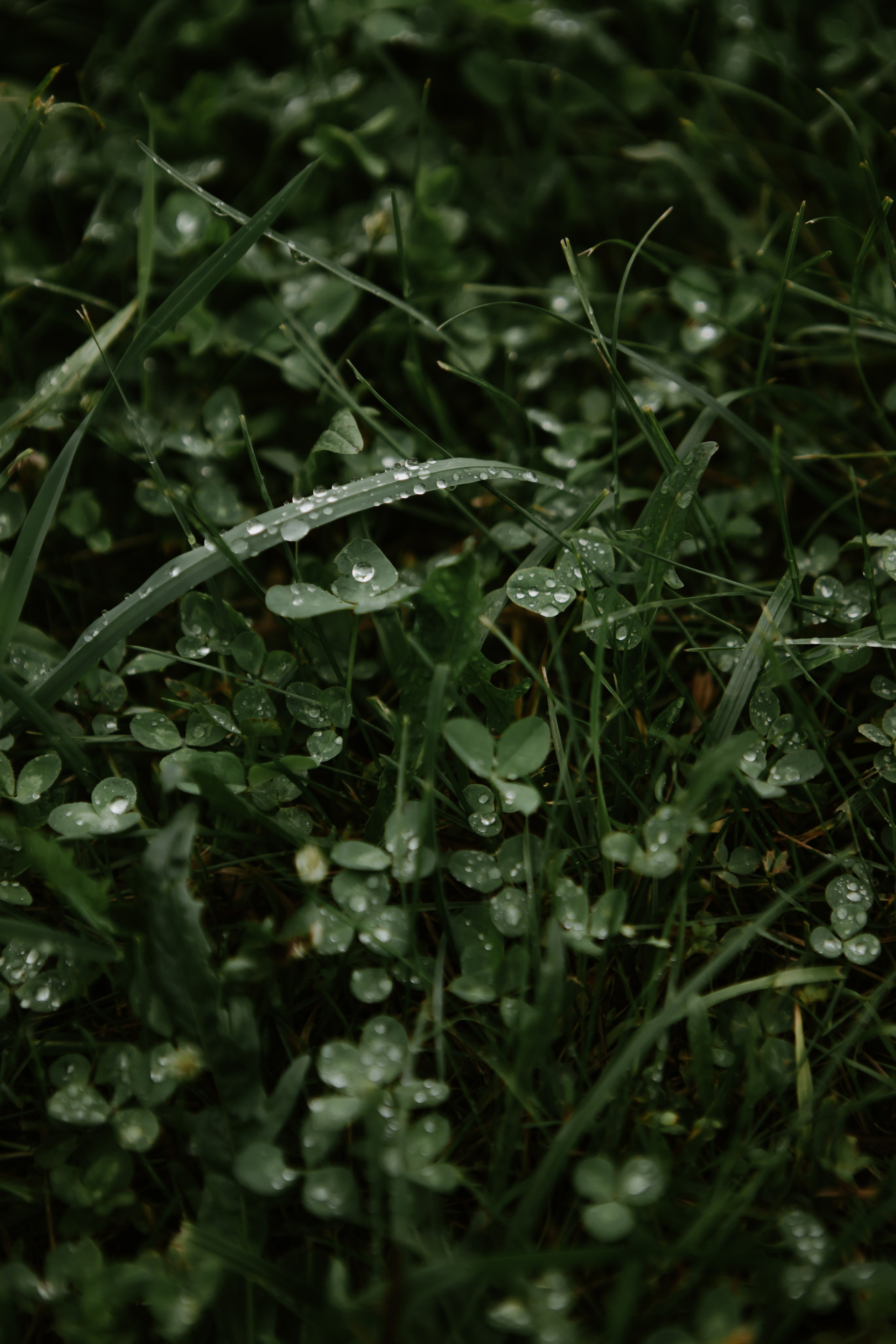 Свадьба Андрея и Екатерины. Фотограф Кольчугино/Владимир/Москва Елизавета Иода