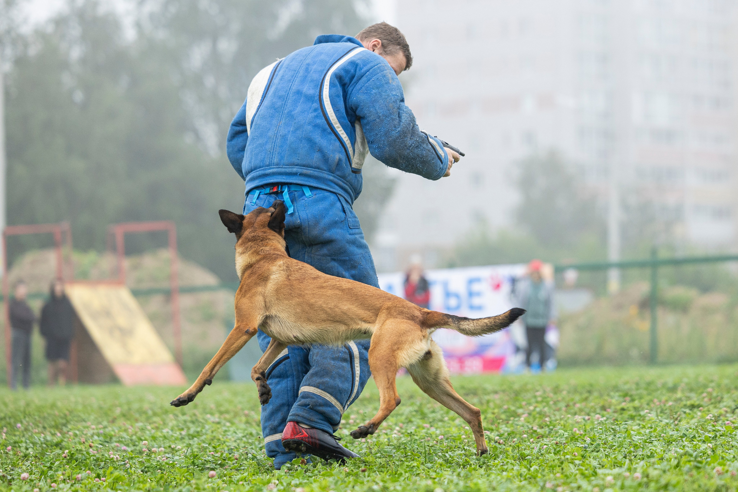 Соревнования по Мондьорингу г. Вологда 10-11.08.2024. Фотограф-анималист Анна Маринич