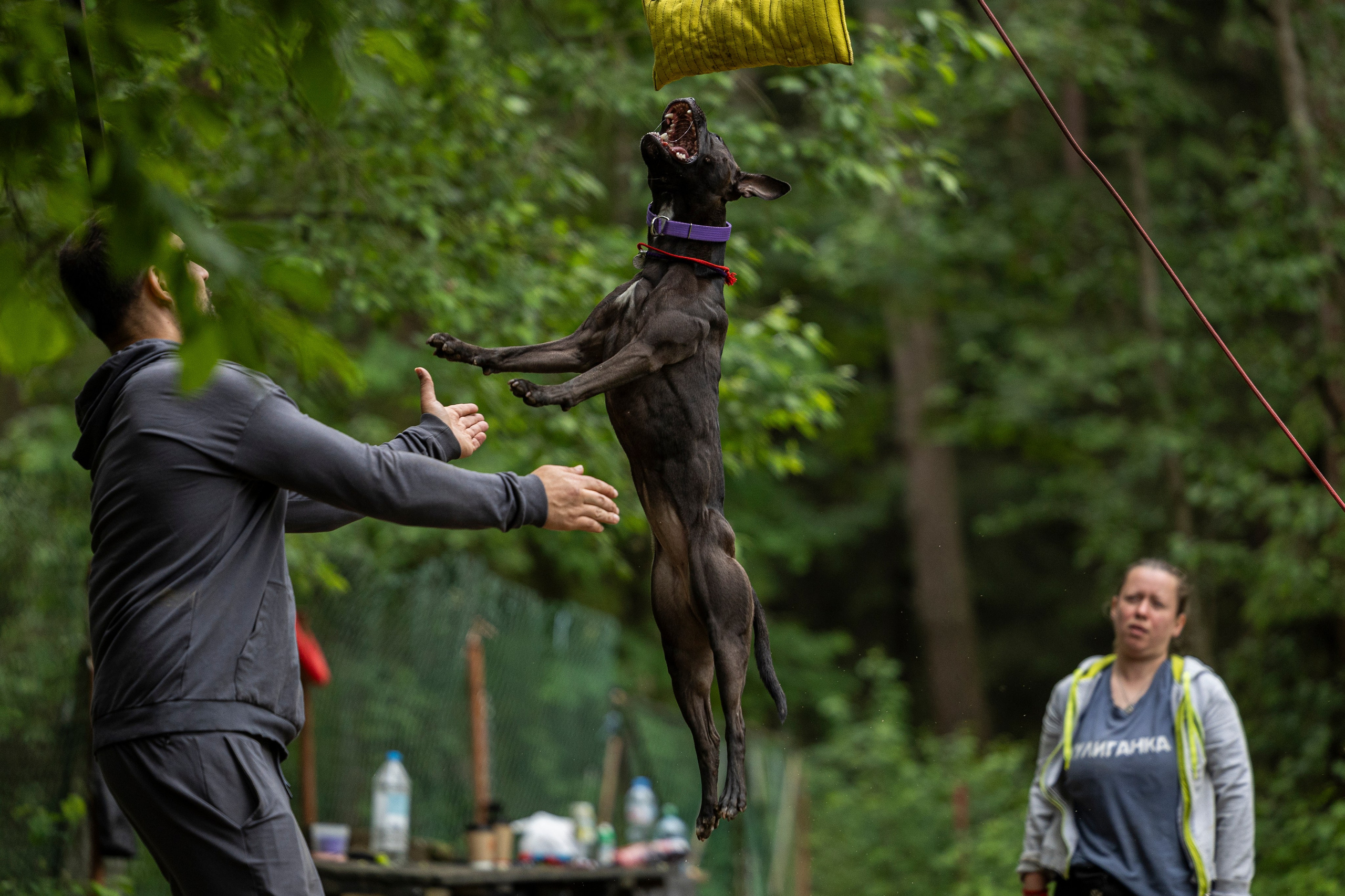 Пит-стафф многоборье. Фотограф-анималист Анна Маринич