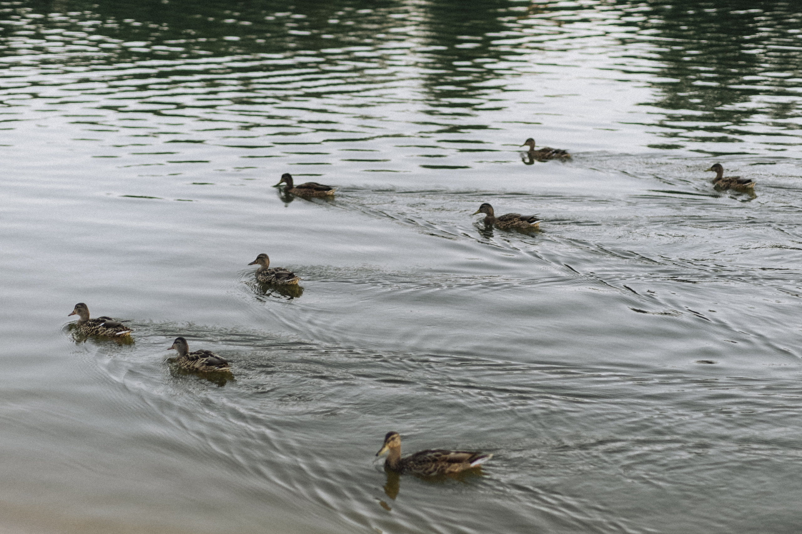 Маша, Влада и Артём. Семейный фотограф Москва