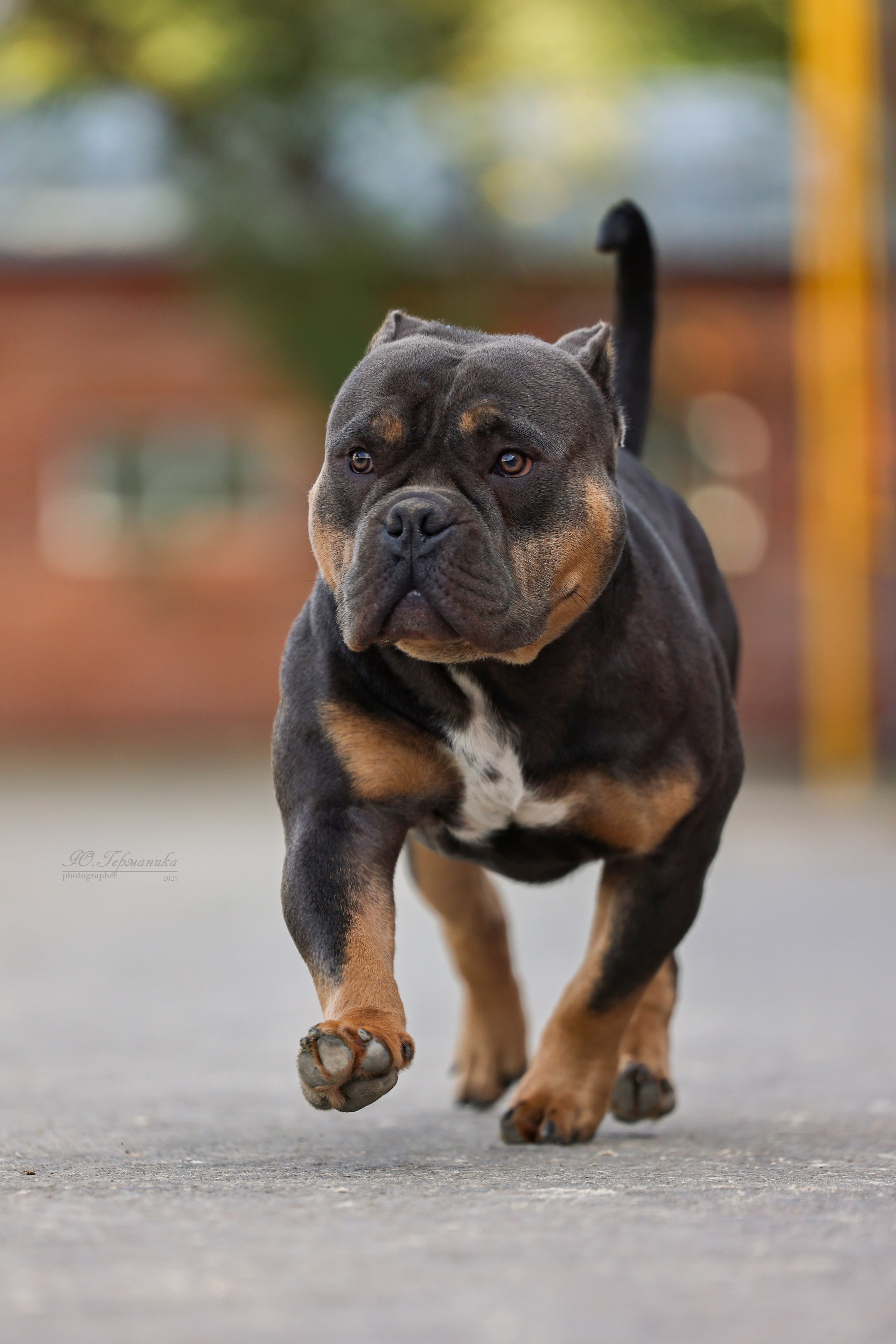 Астана 2хCACIB 26-28.09.2025. Фотограф-анималист Юлия Германика