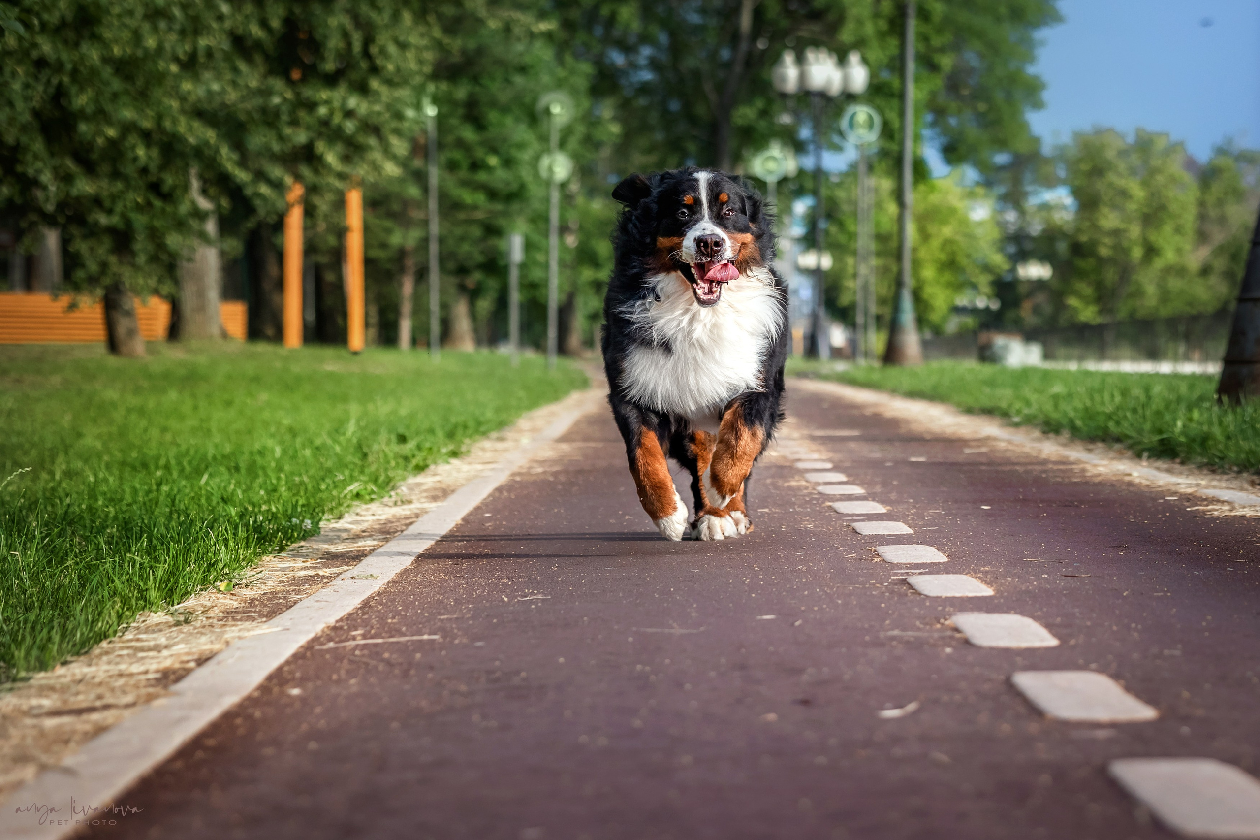Маша и Буч. Фотограф анималист Аня Ливанова | Рыбинск