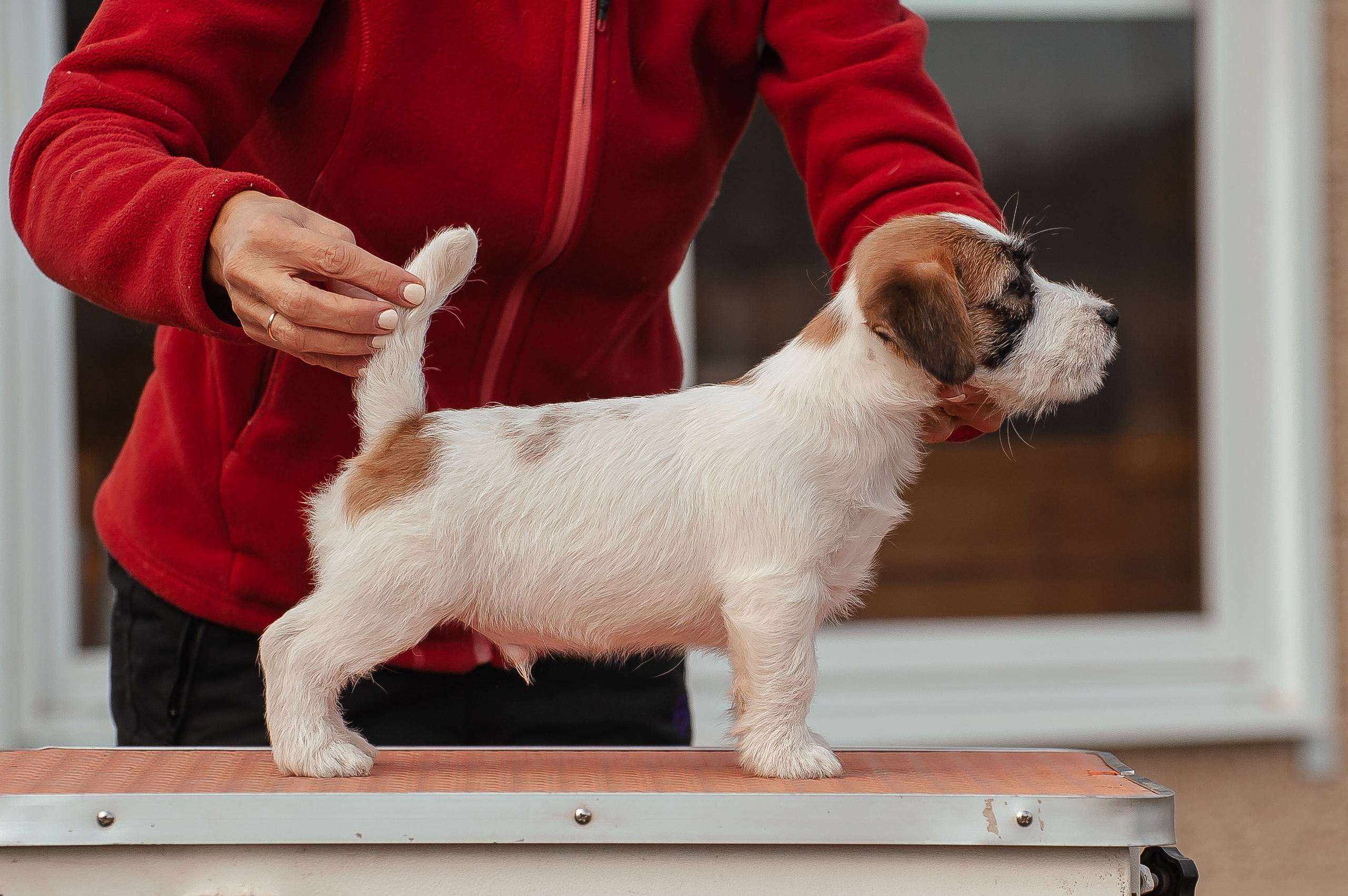 X_MAL_3_БРЫЖ. CANE MAESTRO — kennel Jack Russell Terrier