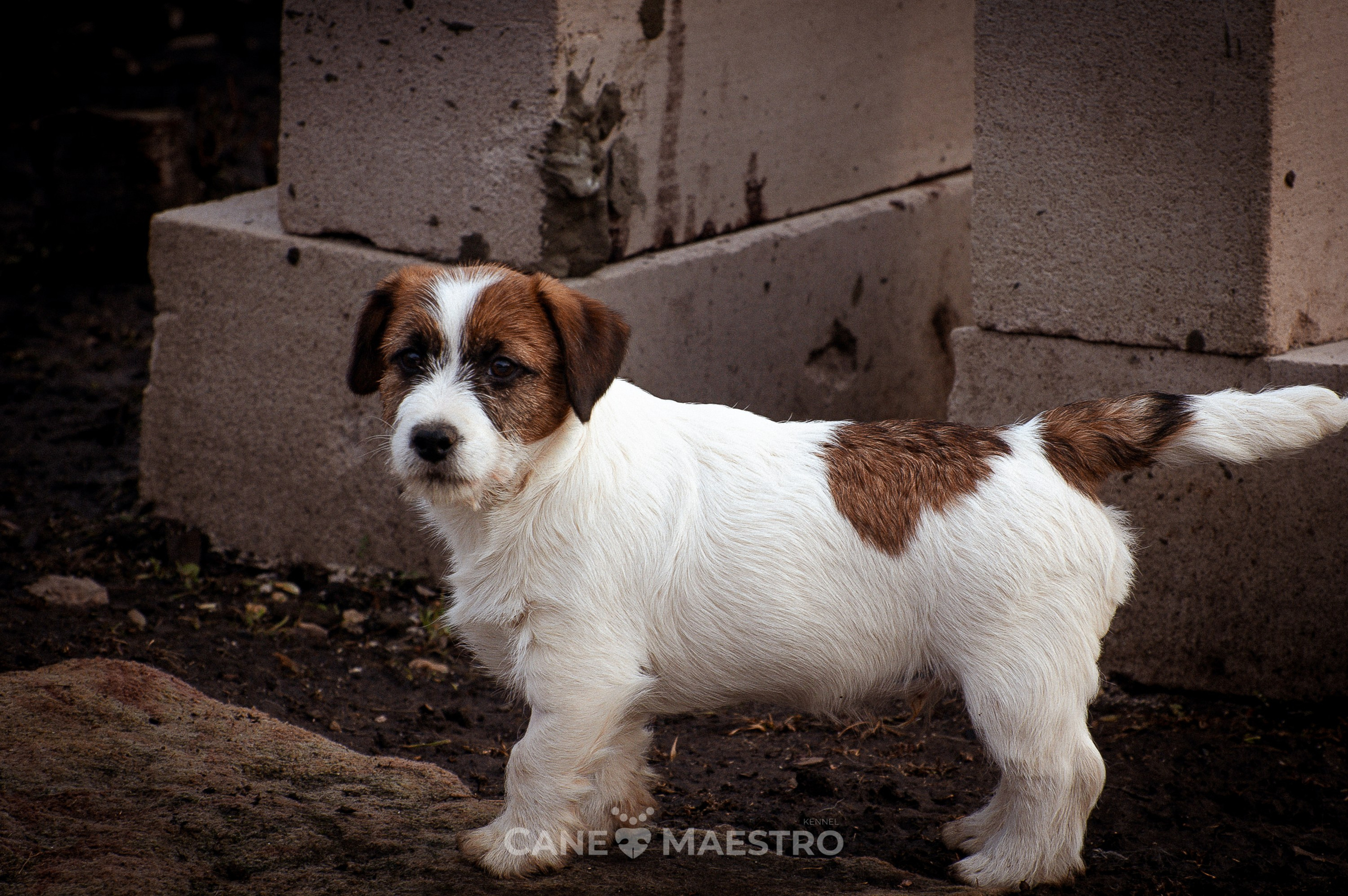 Мальчик 2. Кобель бело-рыжий. Джек рассел терьер щенок. КАНЕ МАЭСТРО — питомник Джек рассел терьеров