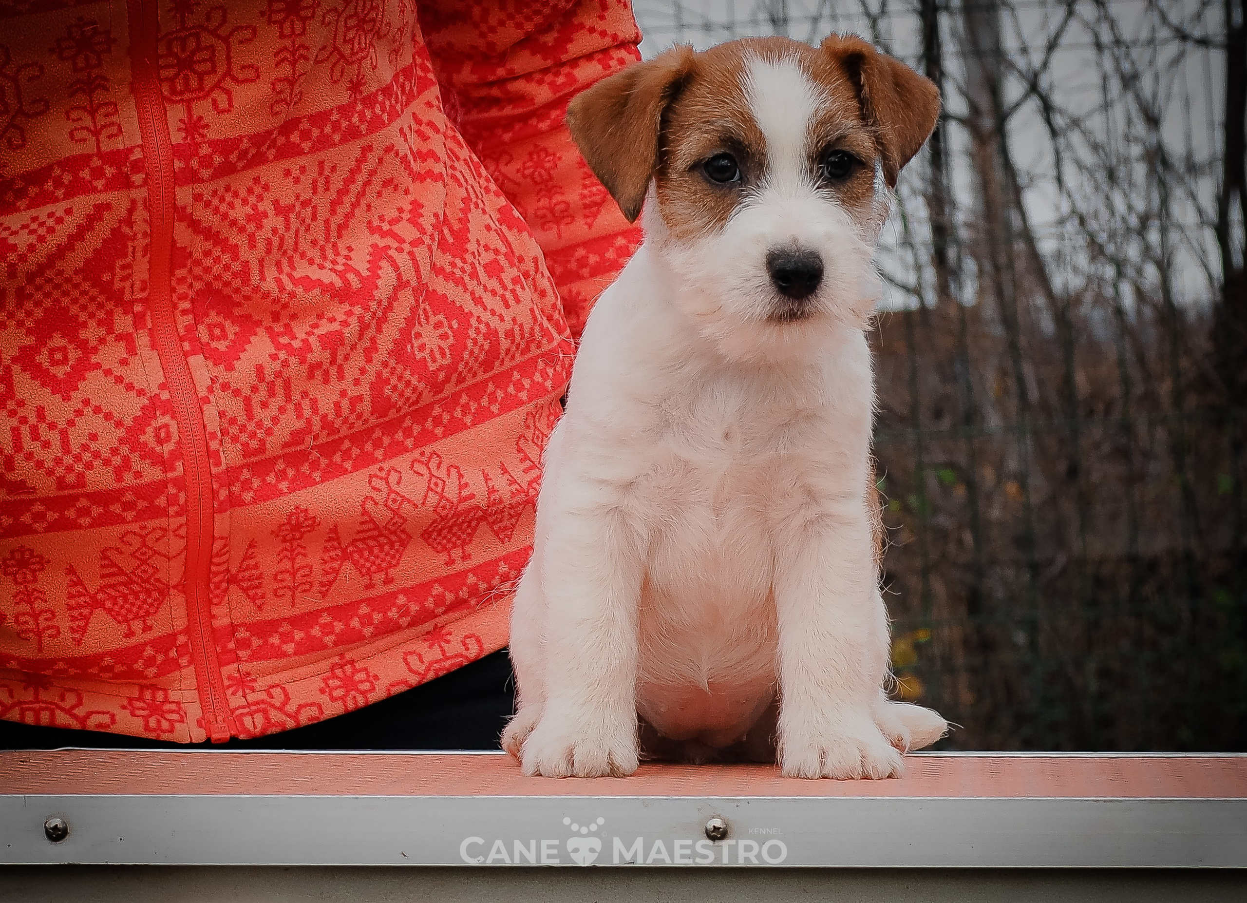 Сука2_БР_27_08_25. CANE MAESTRO — kennel Jack Russell Terrier