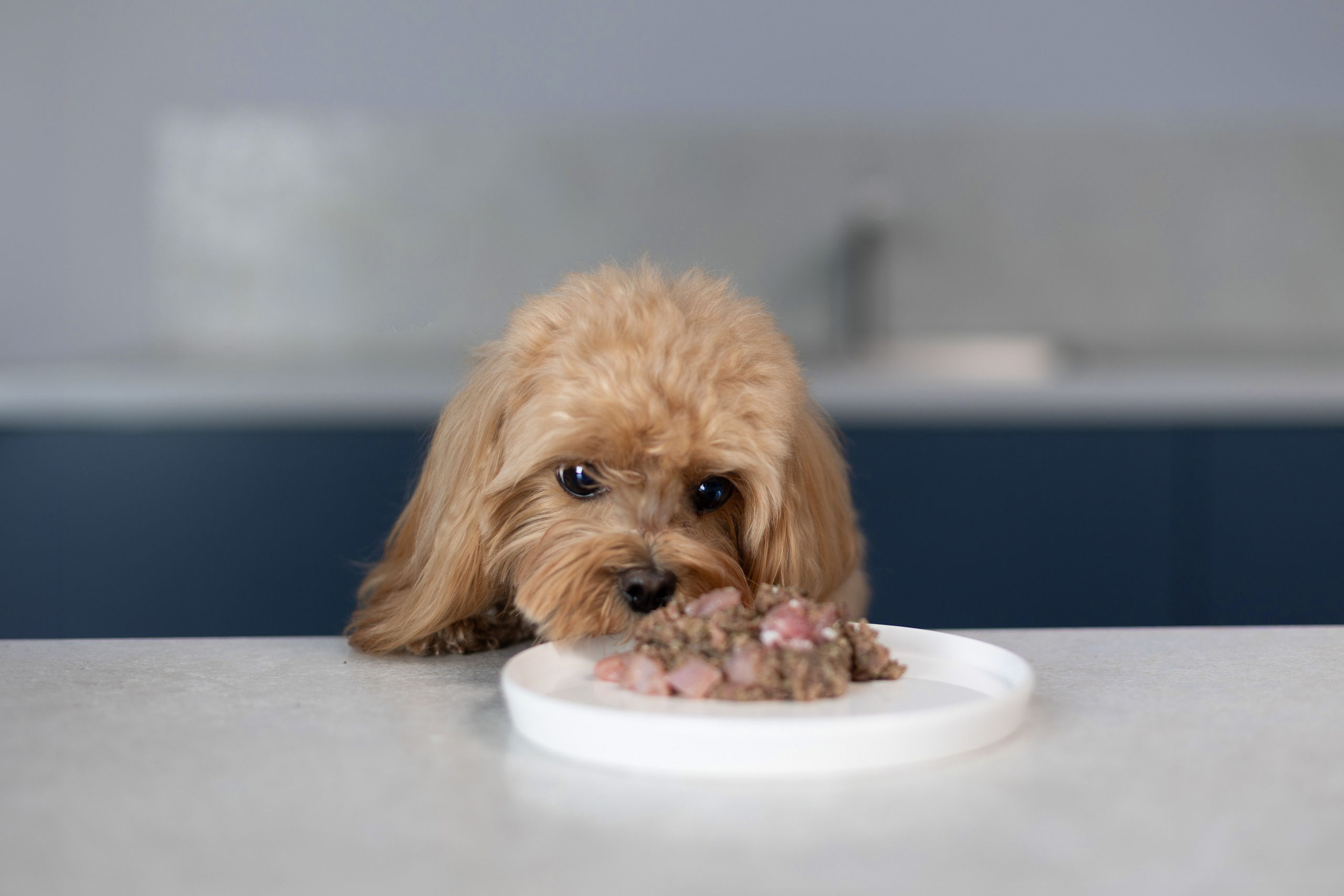 Best for friend (BFF). Фотограф анималист Кристина Карпова, Москва