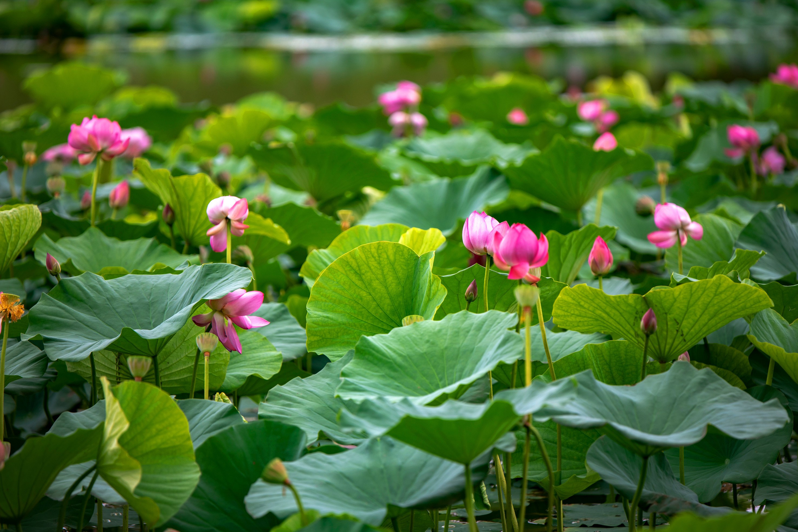 Природа Хабаровского края. Команда фотографов Кристины Ивановой